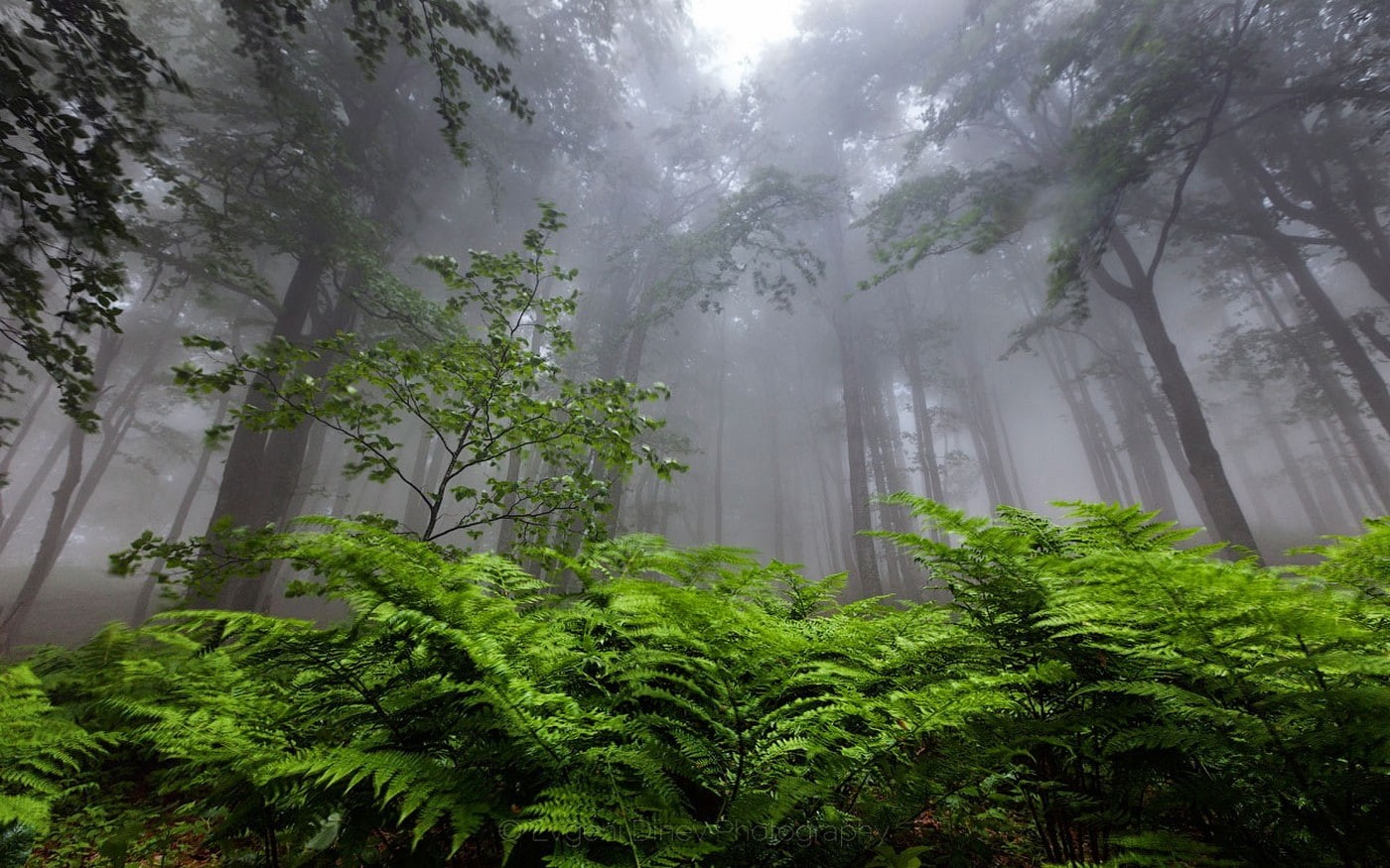 tree, foliage, ferns, scenics - nature, 720P, atmosphere, day, landscape, forest, low angle view, beauty in nature, Bulgaria, trees, land, outdoors, no people, HD Wallpaper