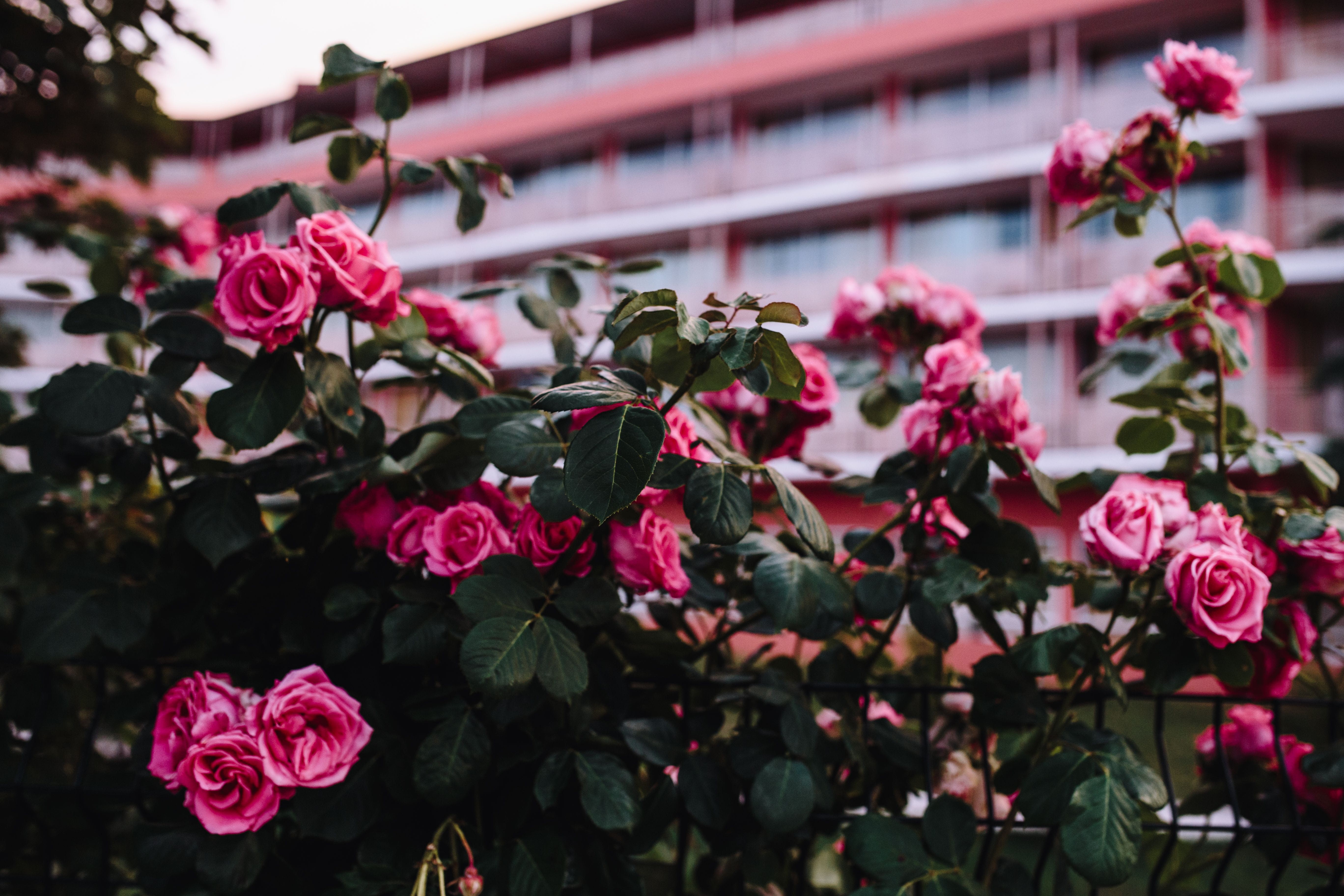 floral, plant, growth, Roses, petal, 5K, focus on foreground, beauty in nature, rose, flower Head, pink Color, close-up, springtime, built structure, vulnerability, HD Wallpaper