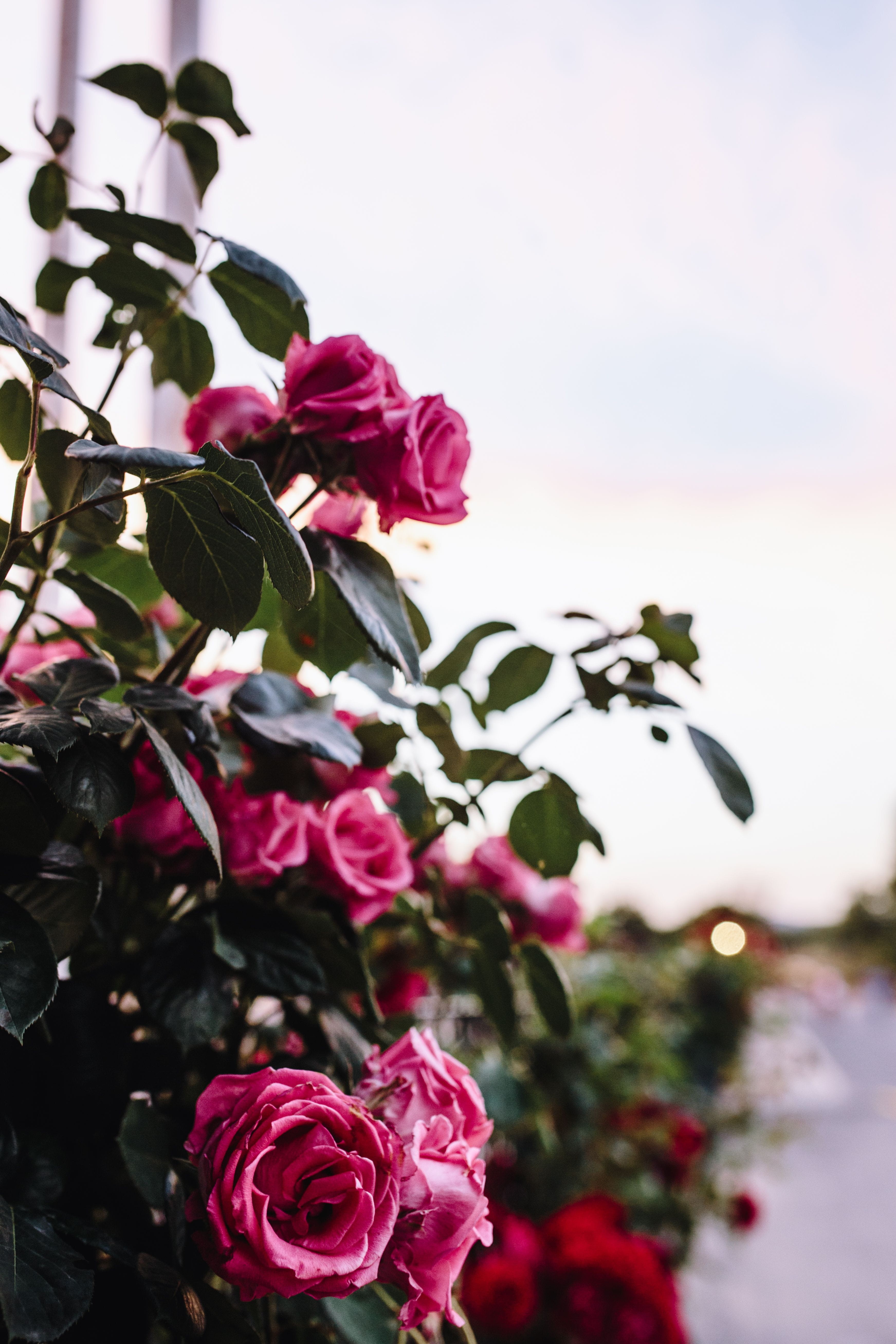 flowering plant, summer, romance, focus on foreground, Roses, rose - Flower, flower Head, flower arrangement, nature, no people, fragility, flower, Bulgaria, Phone HD Wallpaper