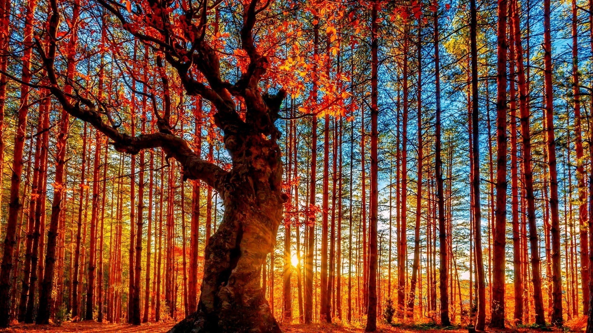 trees, leaves, Bulgaria, branch, colorful, clouds, sun rays, HDR, Sun, 1080P, белинташ, people, pagan sanctuary, fall, nature, belintash, HD Wallpaper