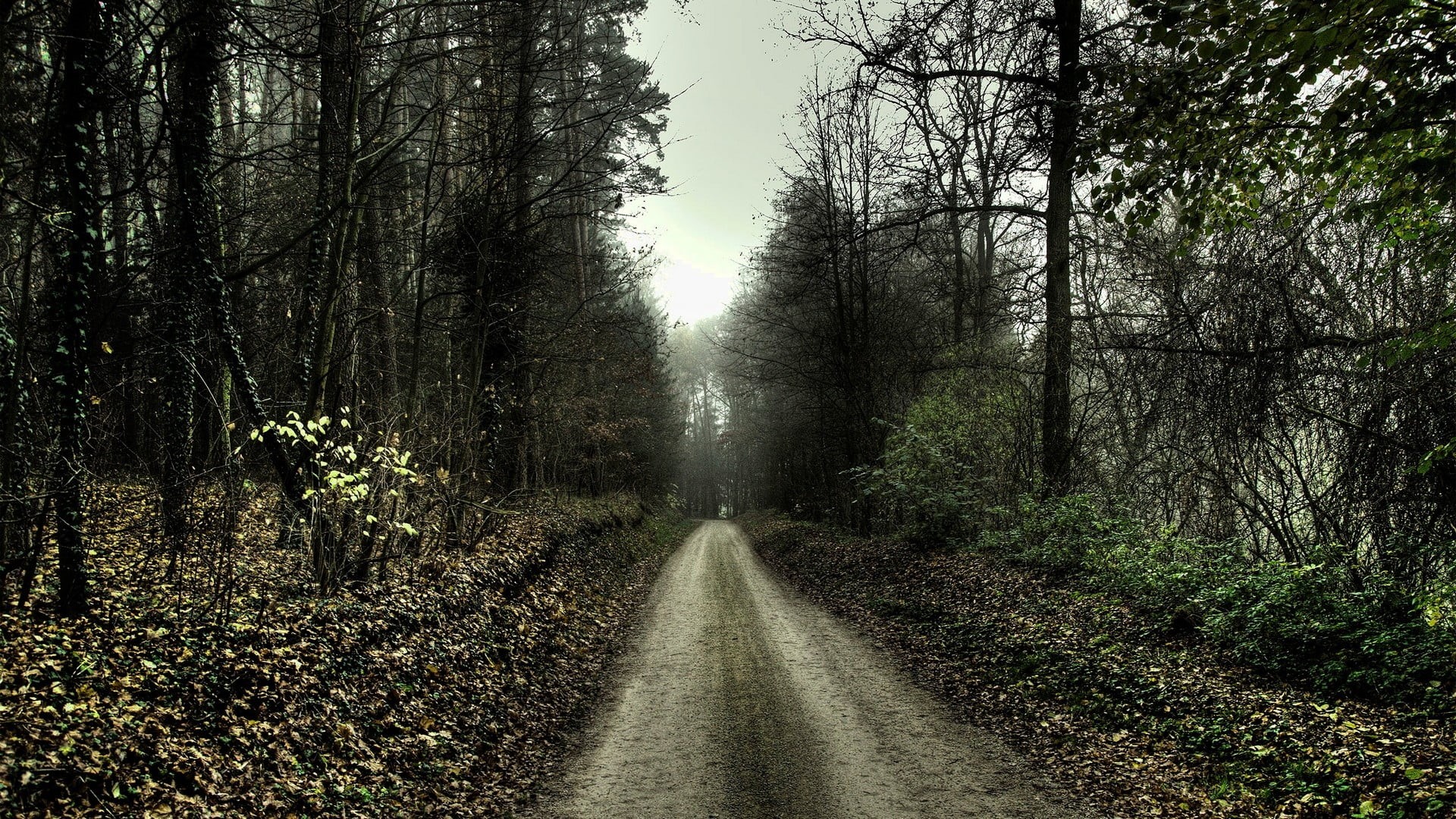 non-urban scene, landscape, outdoors, tranquility, plant, nature, the way forward, path, no people, tranquil scene, tree, trees, beauty in nature, road, HD Wallpaper