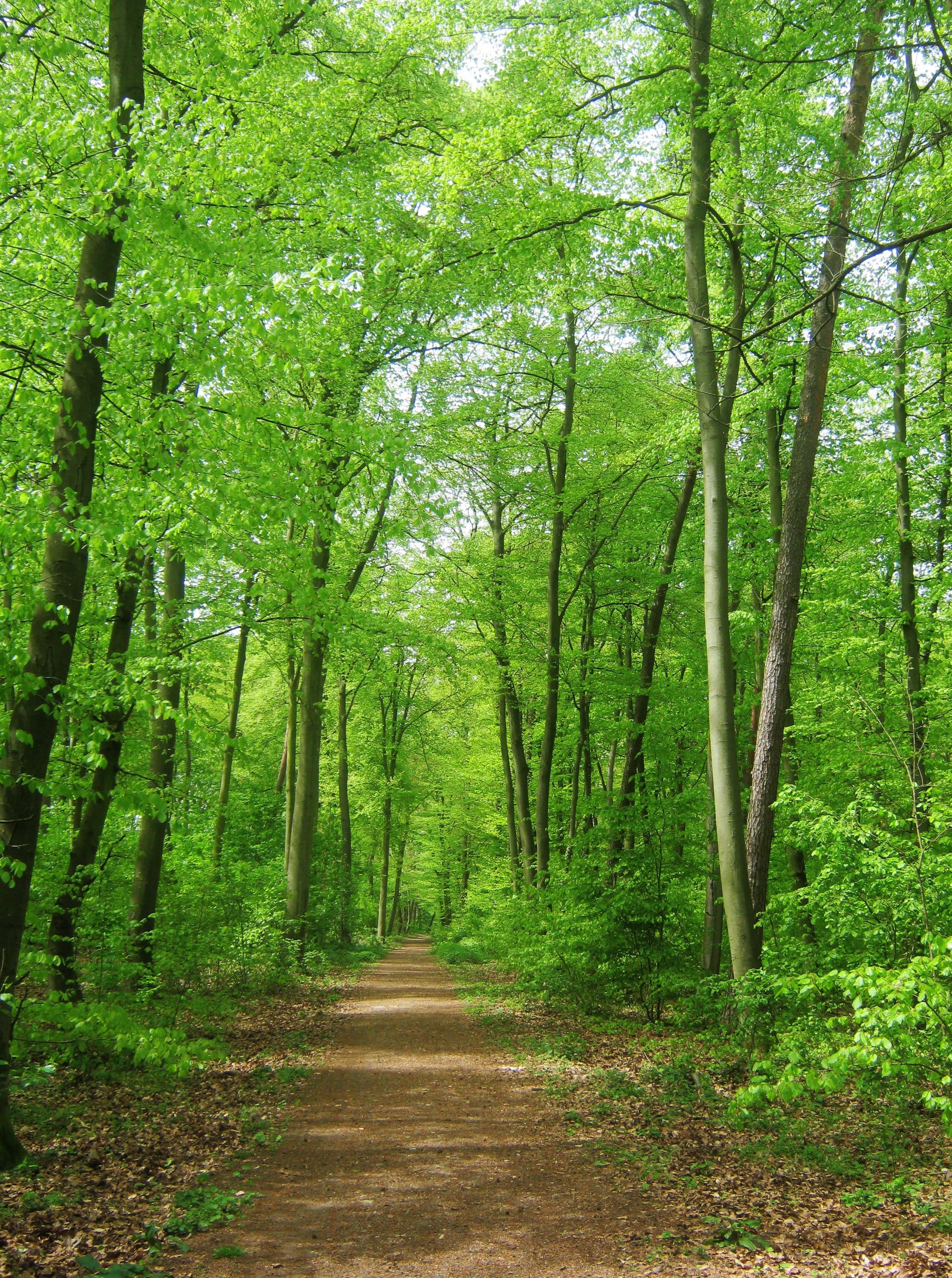 forest, nature, bike ride, land, tender, green color, 2K, beauty in nature, the way forward, tree, tree trunk, direction, may, bicycle tour, treelined, Phone HD Wallpaper
