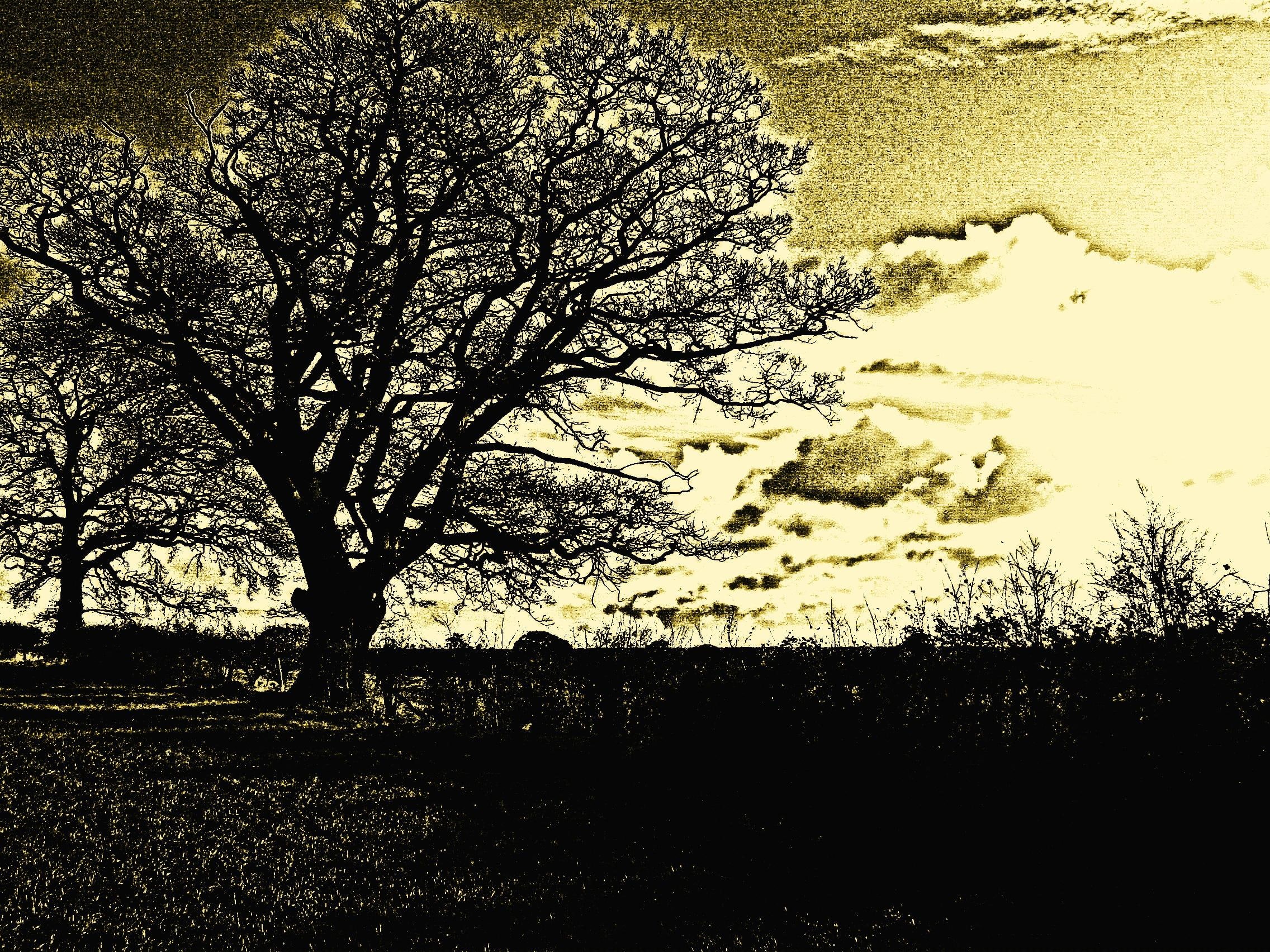 1080P, l, fields, tree, nature and landscapes, landscape, photoshop, impressionist, skyscape, HD Wallpaper