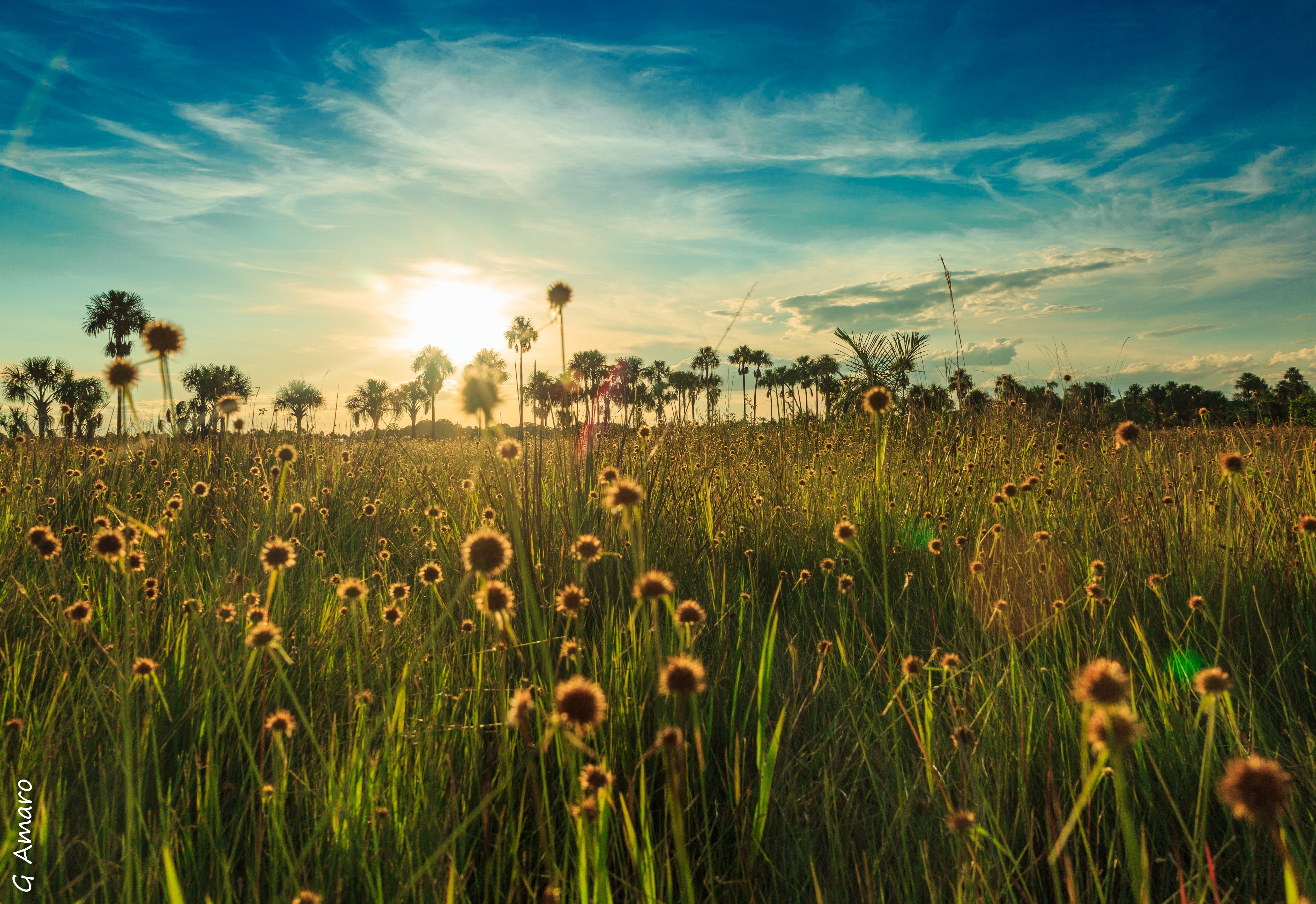 verão, meadow, grass, nature, sunset, brazil, 4K, rural Scene, Flowers, flower garden, field, amazonia, amazon, sunlight, summer, sun, forest, landscape, HD Wallpaper