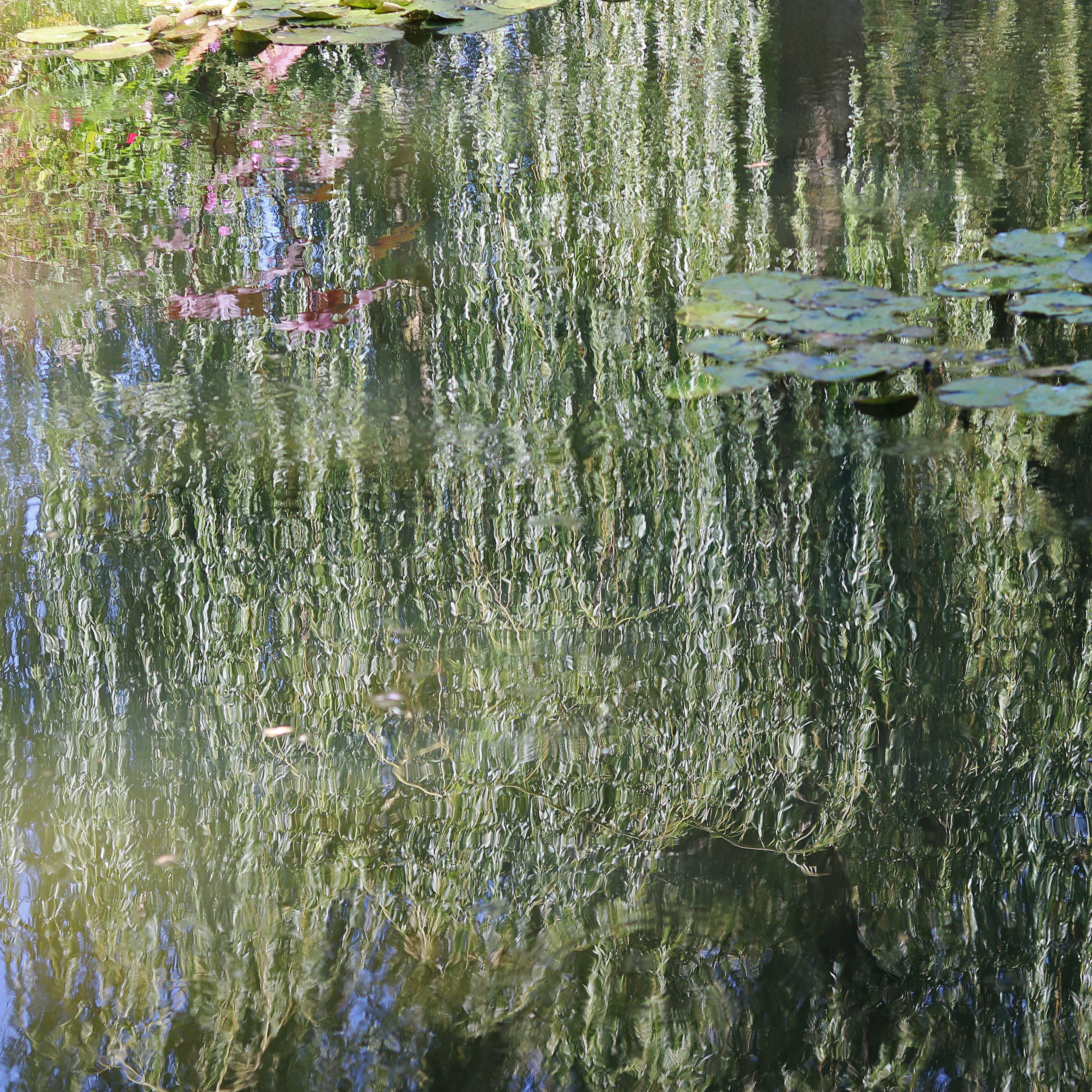 france, moist, reflection, nature, animal wildlife, weeping, impressionist, pond, monet, 4K, soft, close-up, light, animal, water, backgrounds, green, Phone HD Wallpaper