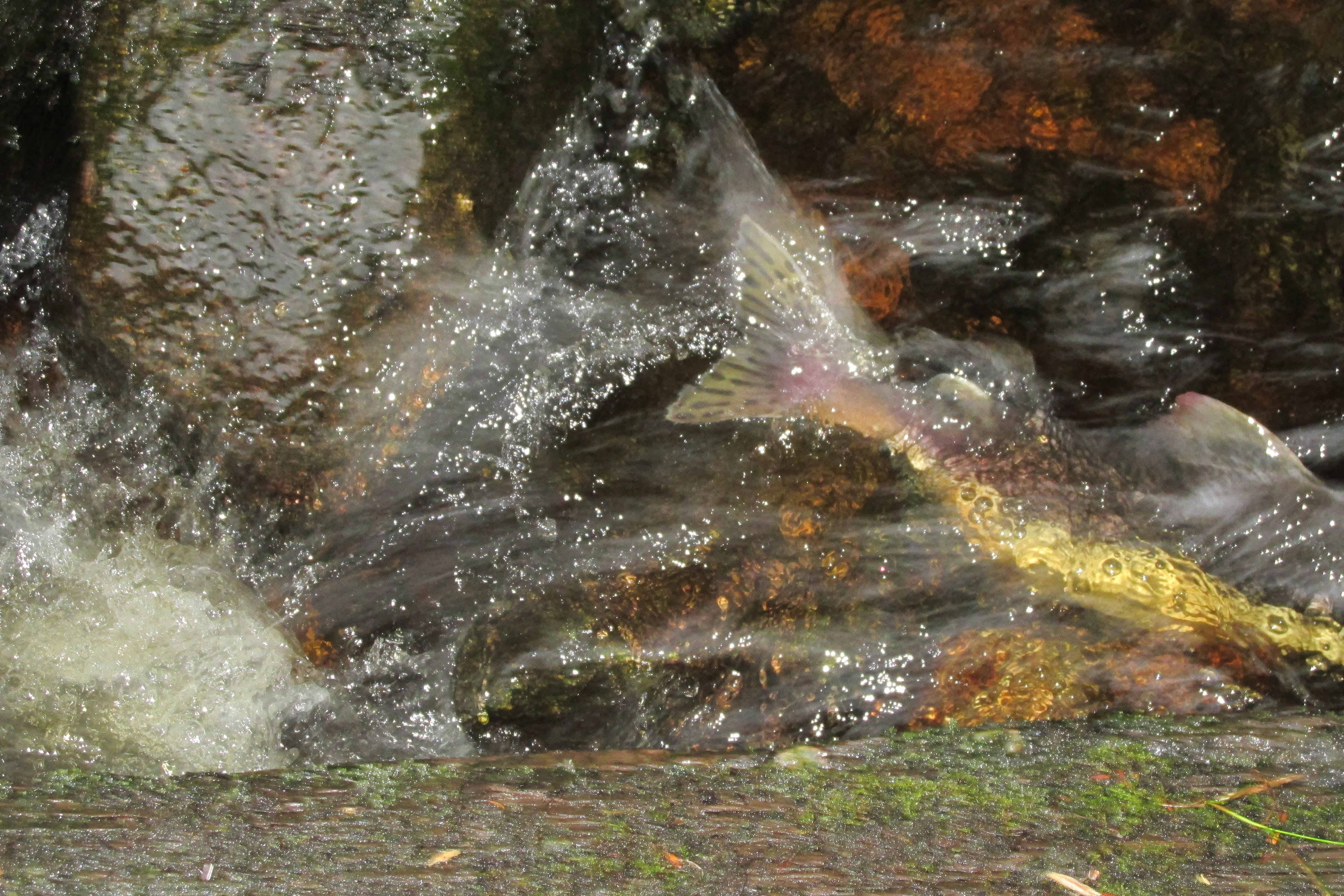 petersburg, day, blurred motion, rock, long exposure, fish, nature, determination, no people, motion, action, animal wildlife, petersburg, splashing, united states, HD Wallpaper