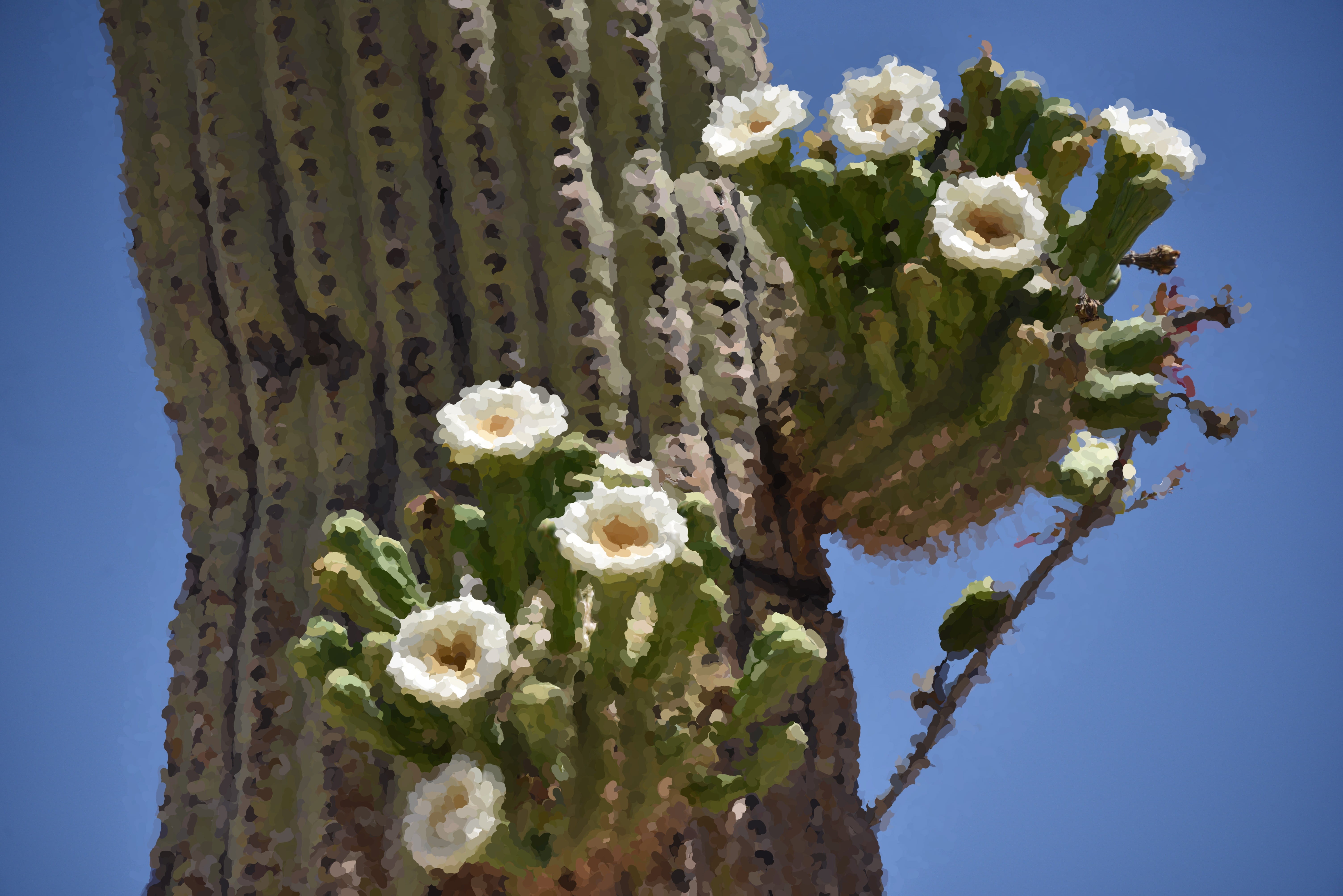 sunlight, succulent plant, tree, flowering plant, blue, nature, cactus, close-up, day, green color, 5K, desert, flower, flower head, plant, springtime, HD Wallpaper