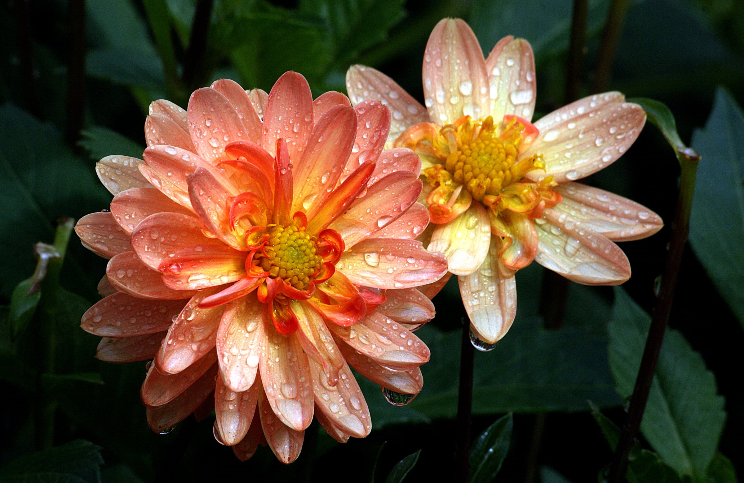 orange, flowers, summer, flower Head, nature, photos, close-up, 1080P, plant, petal, CC0, Public Domain, two, drops, red, drew, Dedication, Sunrise, pink Color, HD Wallpaper
