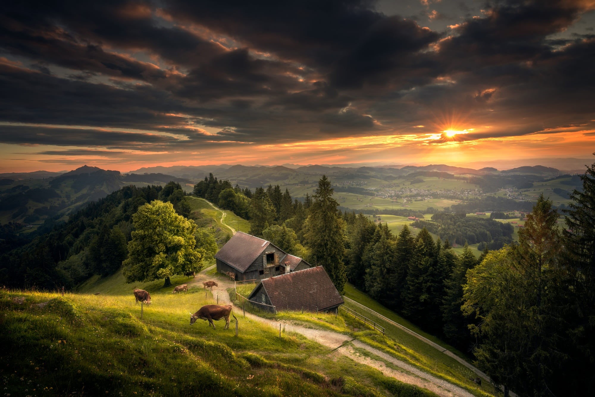 the sky, sunset, forest, hills, 1080P, meadow, the view from the top, cows, Switzerland, HD Wallpaper