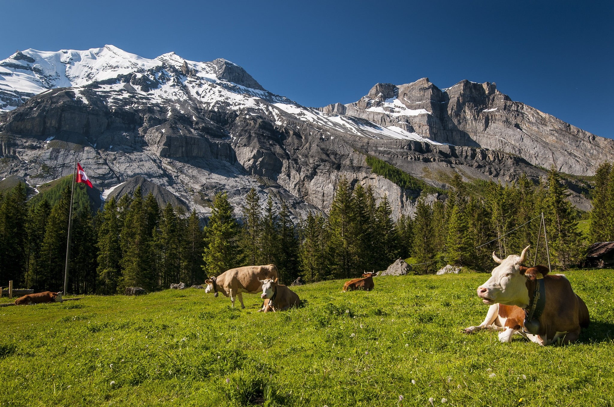 tops, group of animals, cows, agriculture, cow, farm, grass, green Color, scenics, domestic, summer, domestic animals, nature, cattle, animal themes, rural Scene, HD Wallpaper