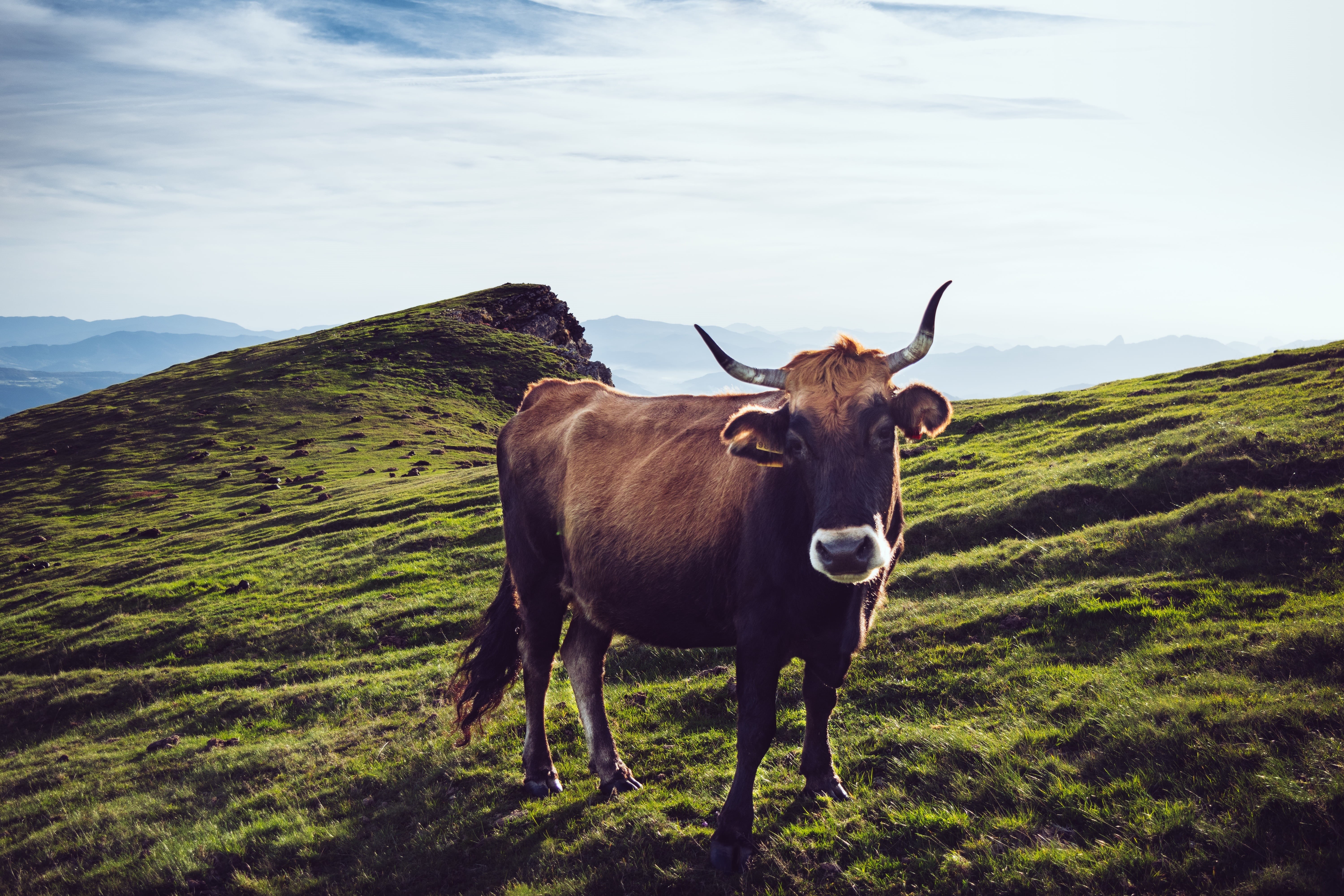 grass, one animal, field, vertebrate, landscape, 5K, rural, animal themes, domestic animals, mammal, day, cattle, domestic, mountain, nature, herbivorous, HD Wallpaper