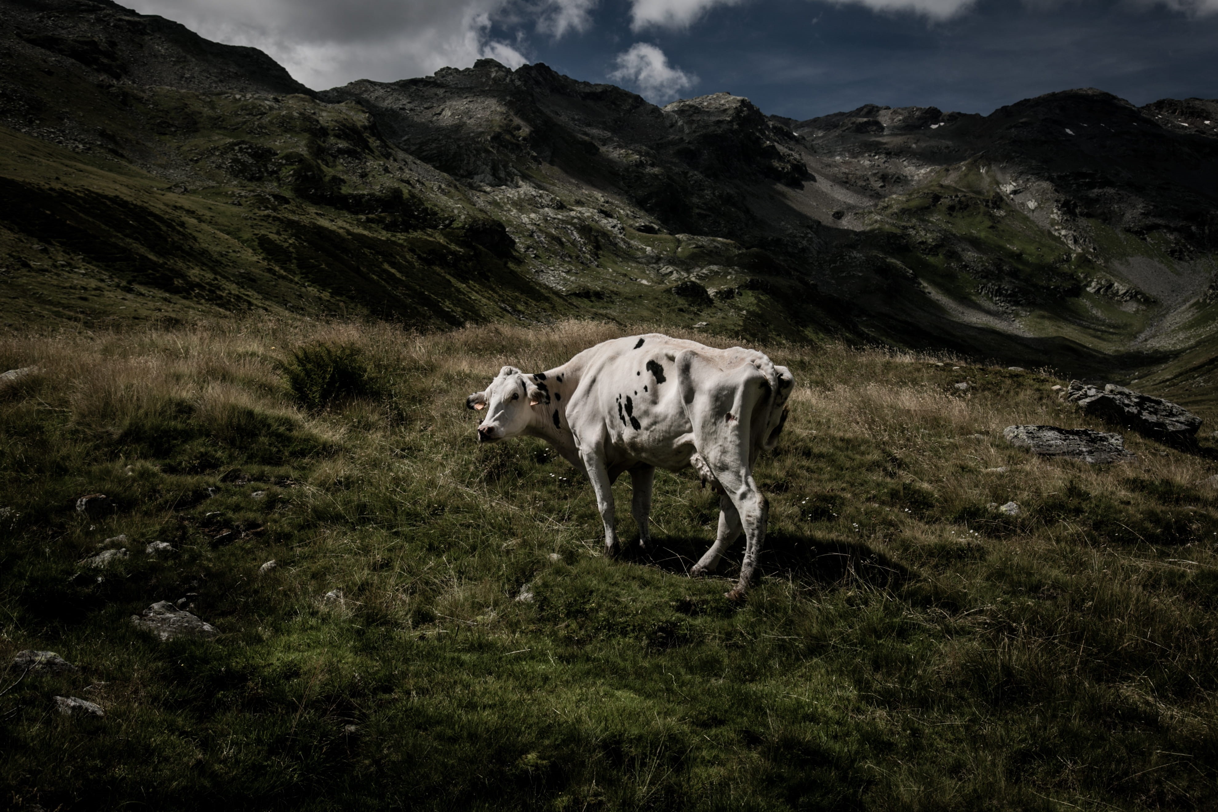 cow, animal, black, mountain, cloud - sky, top, vertebrate, field, outdoors, 4K, domestic animals, livestock, white, one animal, no people, herbivorous, HD Wallpaper