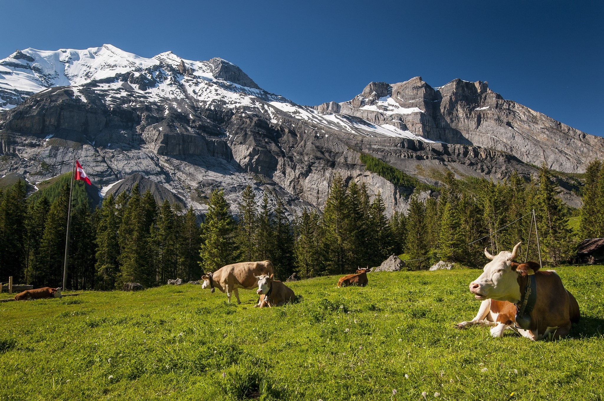 nature, beauty in nature, outdoors, domestic animals, livestock, cow, vertebrate, Switzerland, Tops, snowcapped mountain, 1080P, Meadow, Grass, scenics - nature, HD Wallpaper