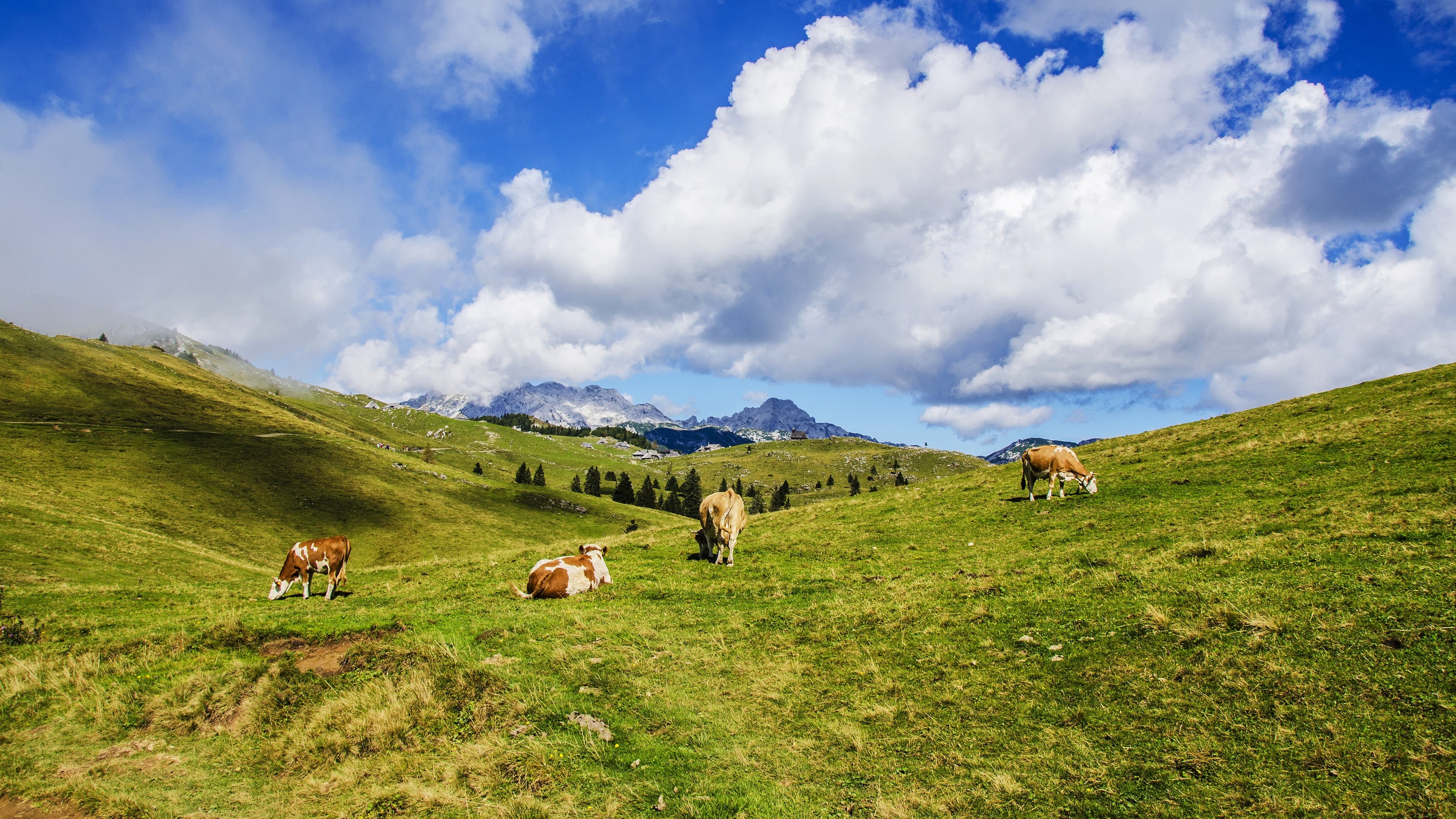 tops, four, space, nature, 4K, dal, clouds, grazing, the slopes, mountains, grass, spring, meadow, hills, pasture, cows, blue sky, field, Alps, greens, HD Wallpaper