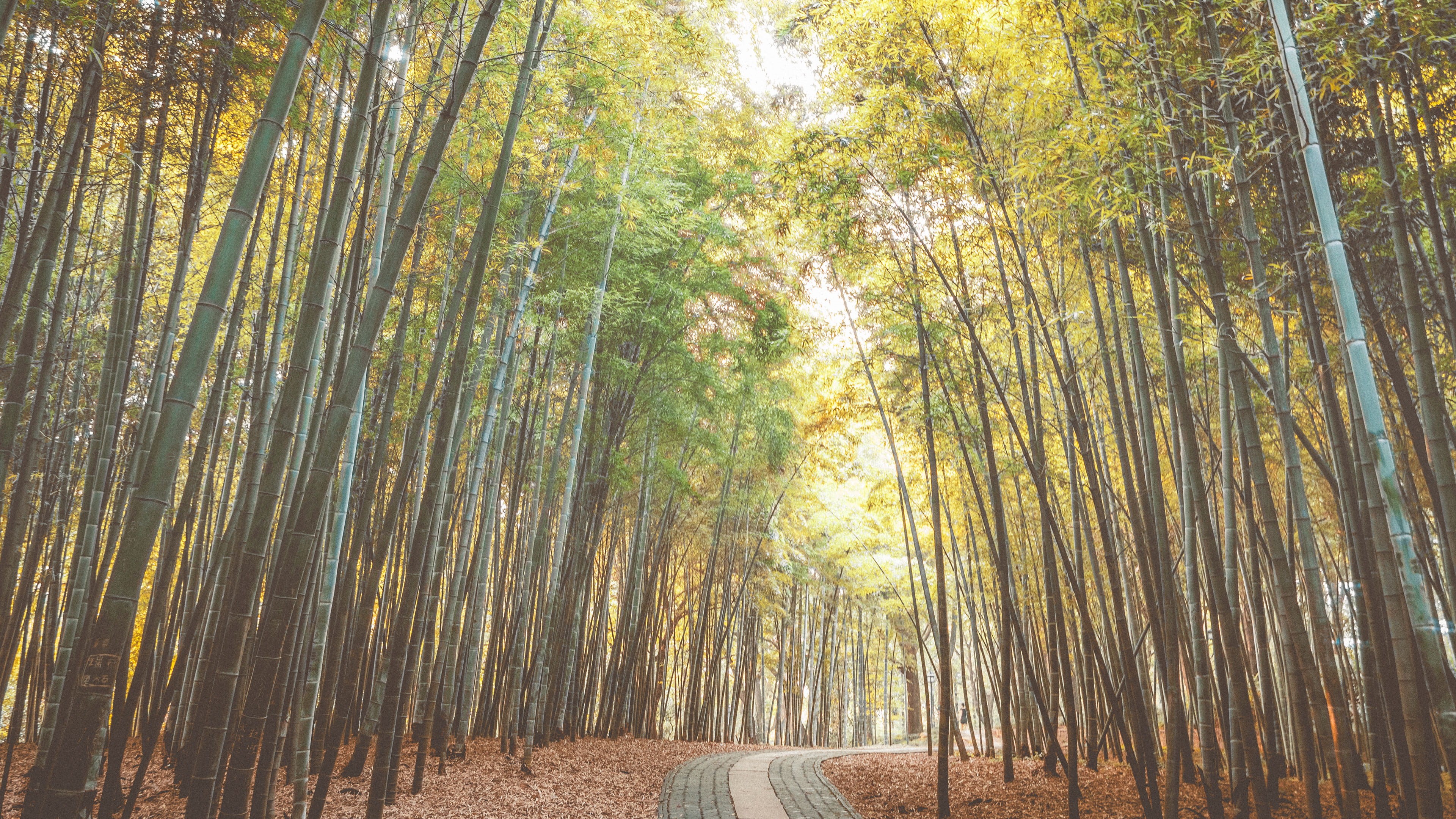 tree trunk, yellow, non-urban scene, china, no people, scenics - nature, bamboo grove, tall - high, woodland, land, road, 苏州, landscape, beauty in nature, HD Wallpaper