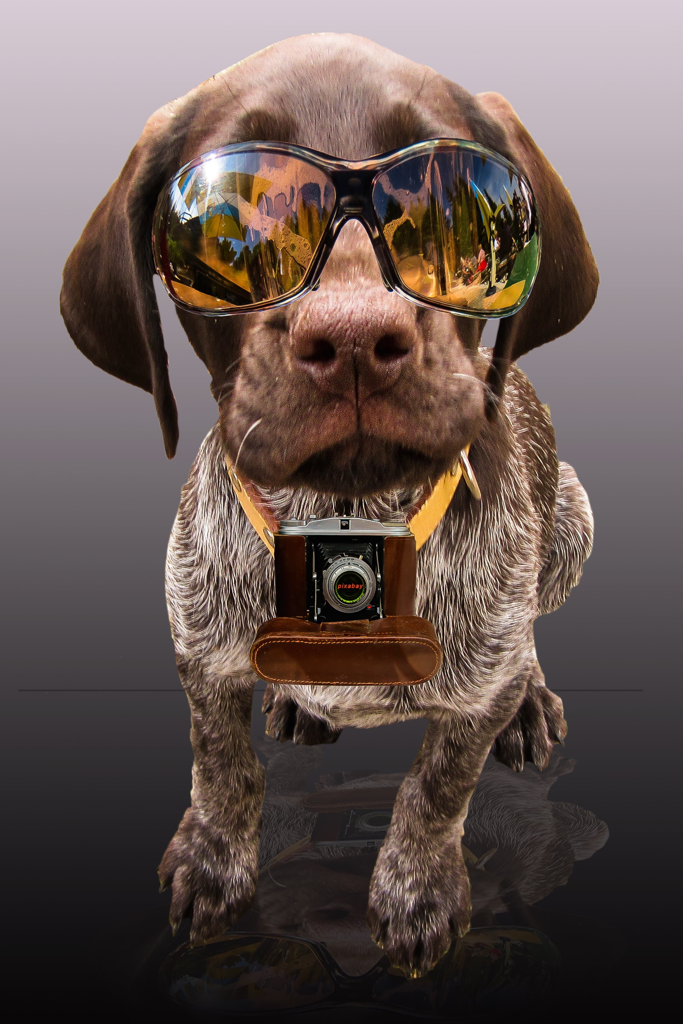 humor, partner, sunglasses, camera, animal themes, photo, fun, news, domestic, front view, liver, glasses, indoors, german, clothing, looking at camera, Phone HD Wallpaper