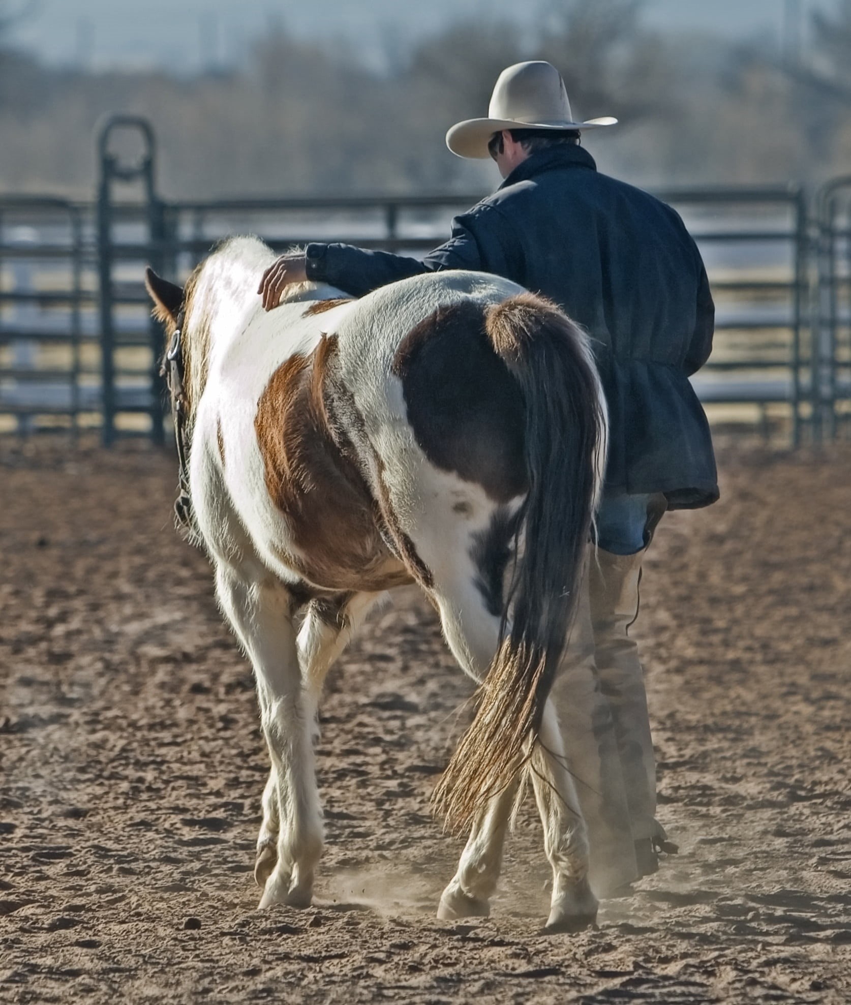 riding, wearing, animal wildlife, brown, one animal, 1080P, country, pets, wild West, livestock, rancher, horseback Riding, man, rural Scene, domestic animals, Phone HD Wallpaper