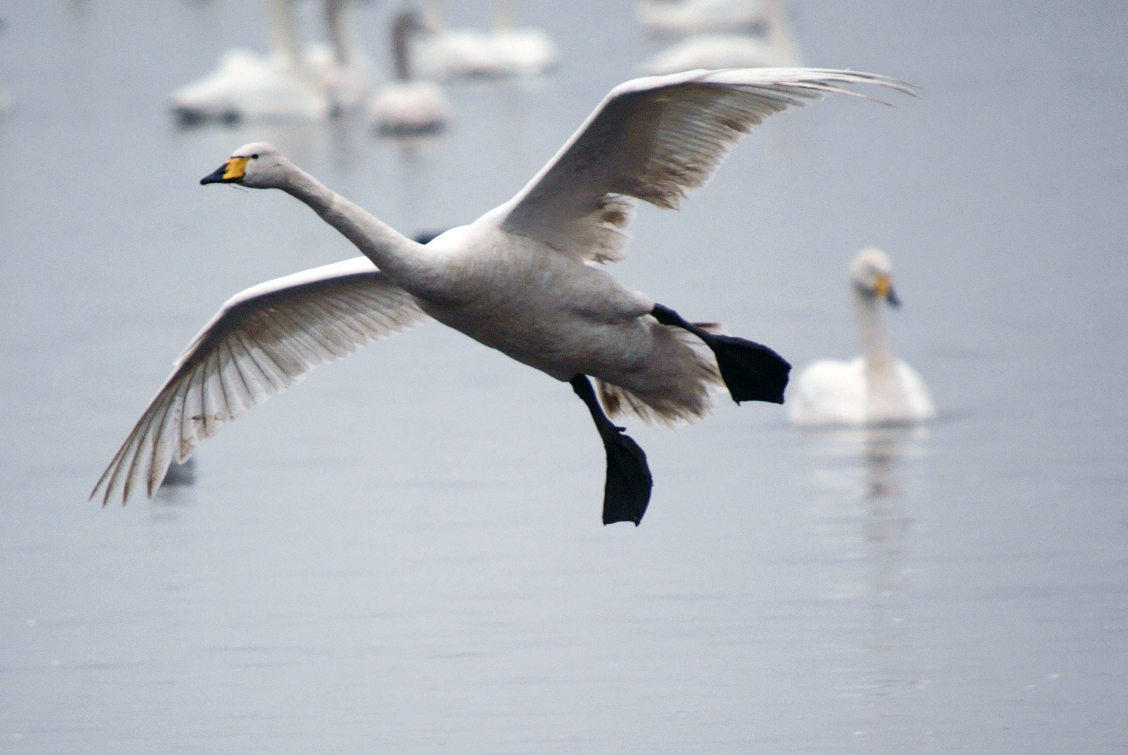 Schwan, body, north west, northern england, europe, Cygnus cygnus, webbed, birder, great britain, gray, biota, fauna, daytime, water, Anatidae, natural, HD Wallpaper