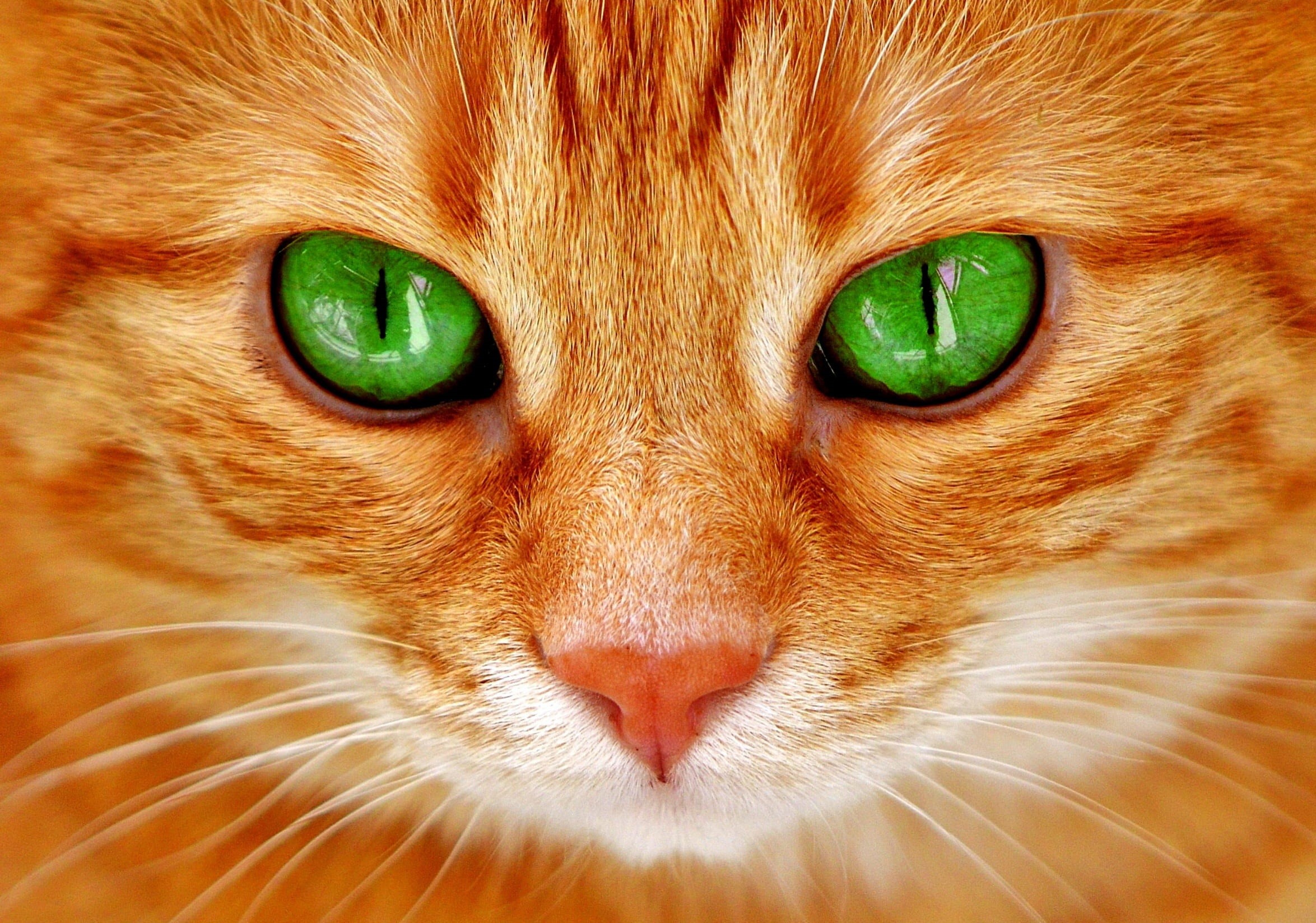 cats eyes, animal themes, animal body part, mackerel, whisker, feline, orange, ginger cat, no people, domestic cat, tiger, animal head, 1080P, animal eye, HD Wallpaper