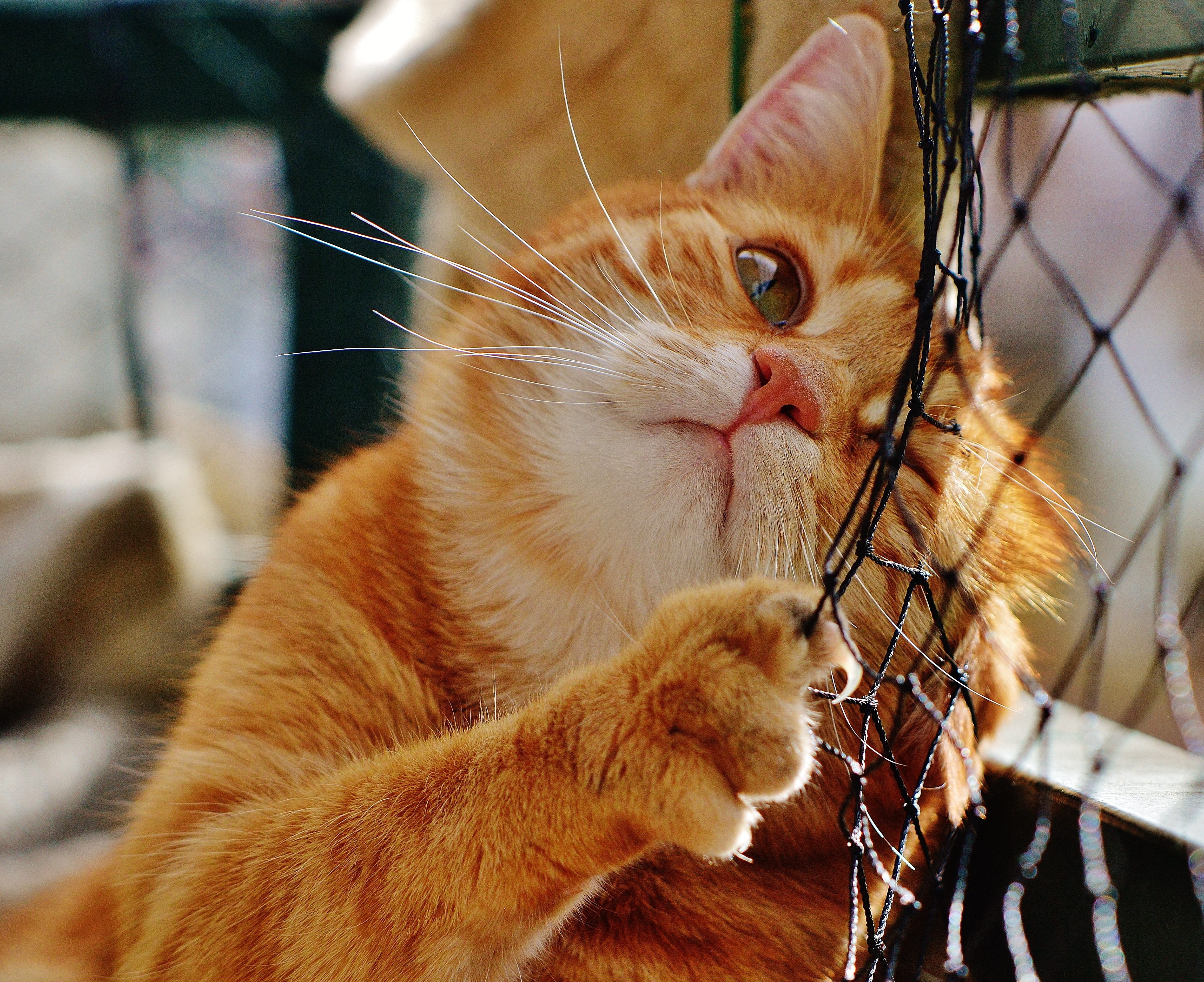 feline, young animal, pets, no people, vertebrate, domestic animals, cats eyes, domestic cat, whisker, mammal, animal, orange, 4K, cat face, tabby, pet, HD Wallpaper
