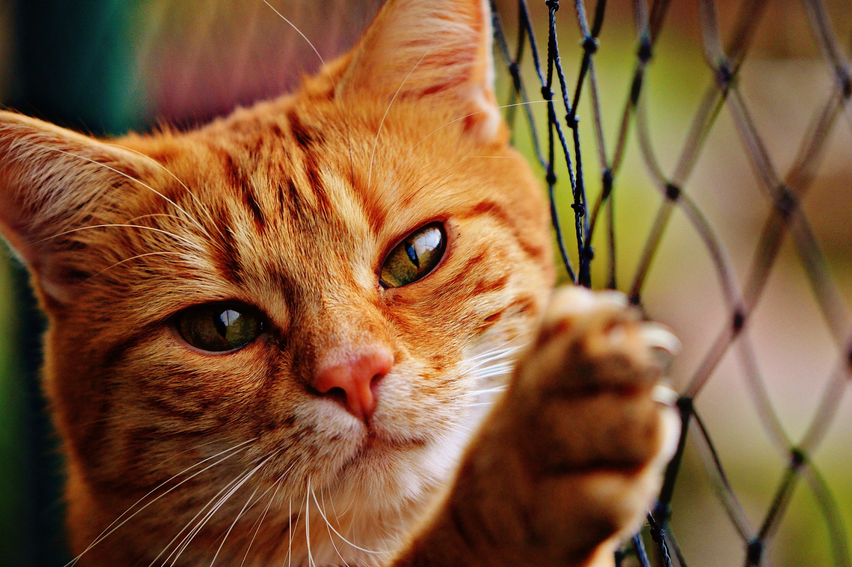 red mackerel tabby, portrait, 2K, fur, mackerel, cuddly, holding, feline, domestic cat, kitten, close-up, animal themes, orange, ginger cat, no people, HD Wallpaper