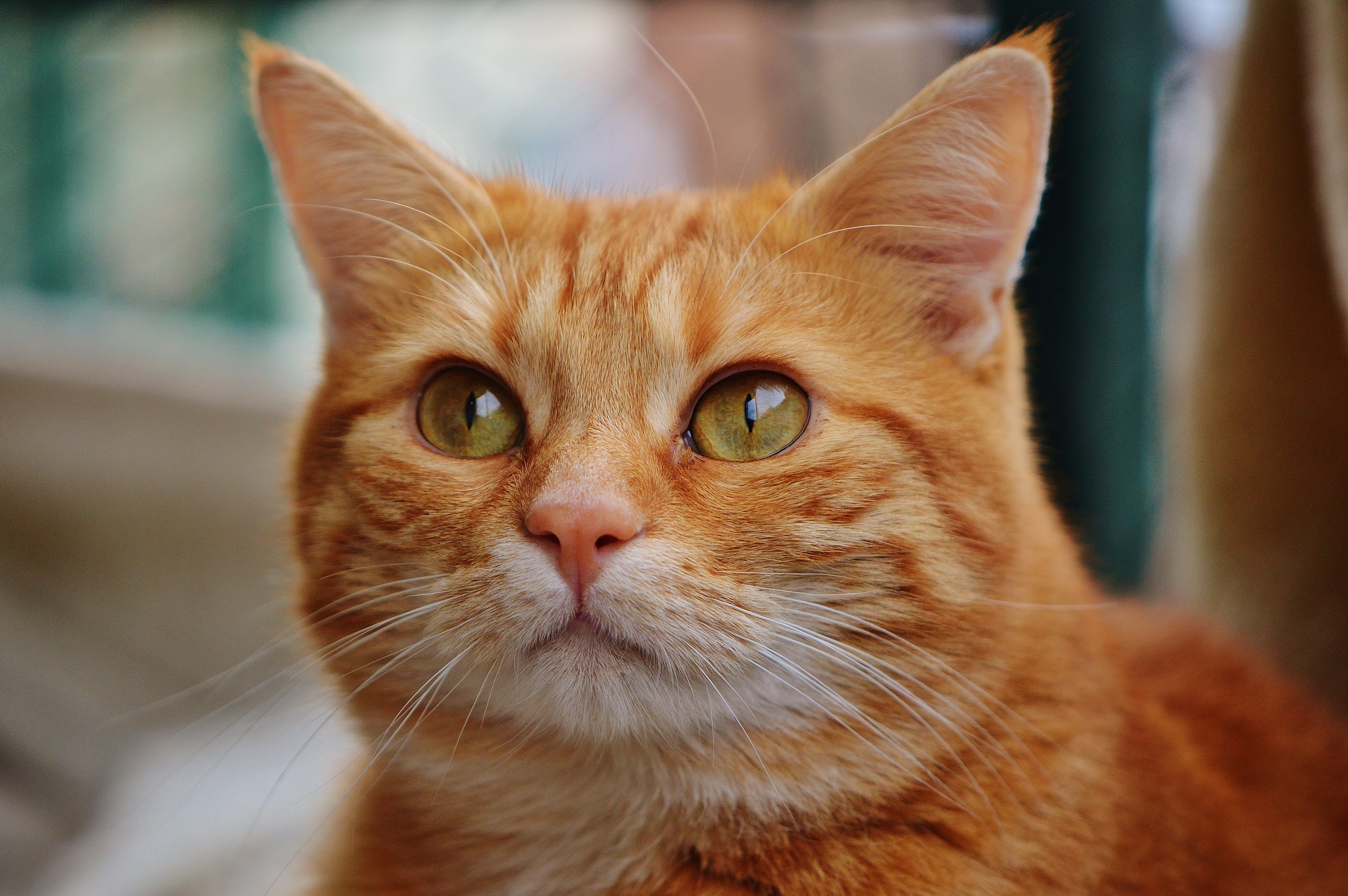 cats eyes, one animal, young cat, animal, vertebrate, fur, cuddly, looking at camera, tabby, red cat, sweet, cat face, cat, cute, animal body part, pet, HD Wallpaper