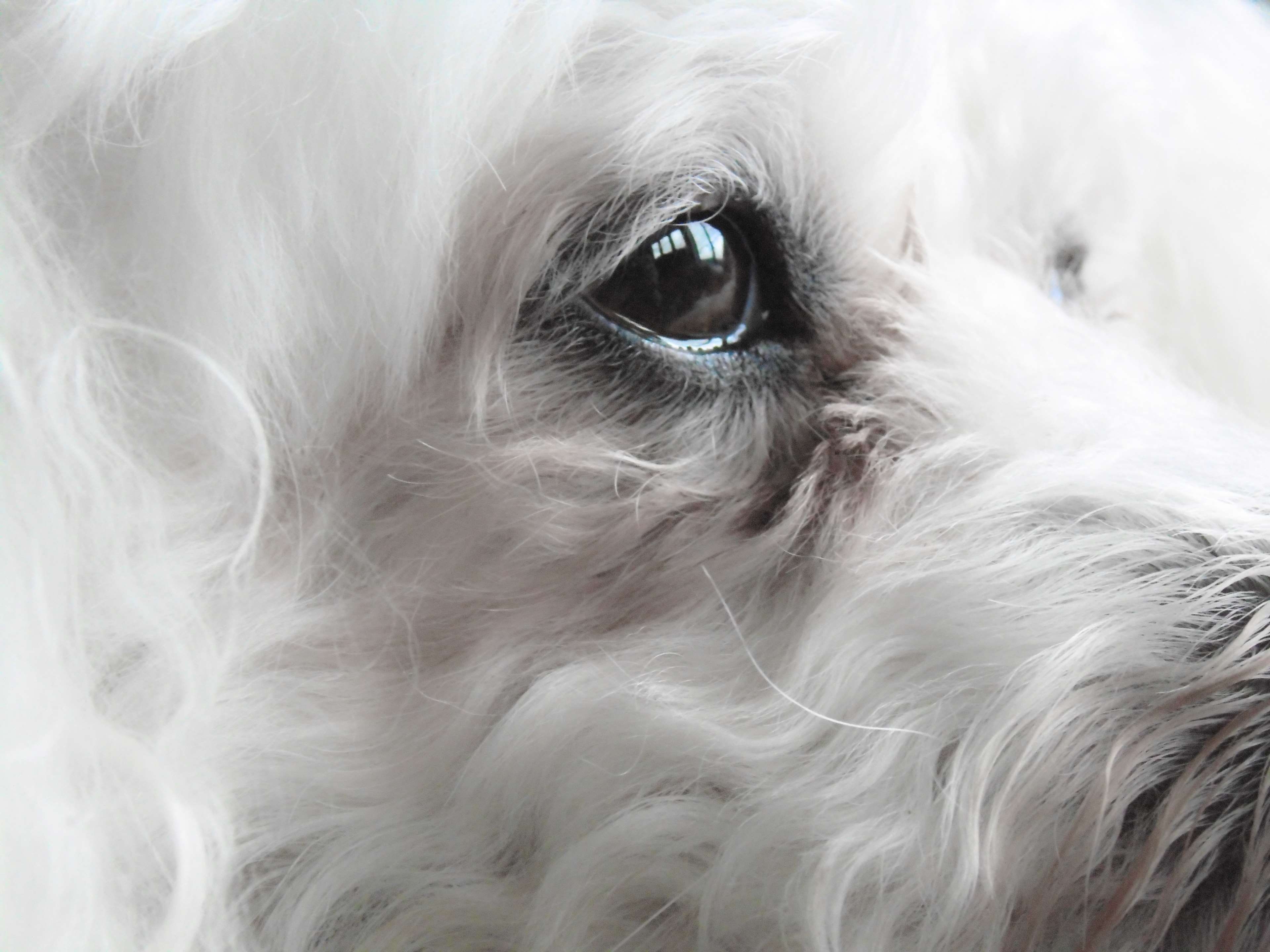 fur, soft, mammal, close-up, reflection, hairstyle, serene, blue, pensive, hair, peaceful, pets, animal, white color, long hair, thoughtful, portrait, no people, HD Wallpaper