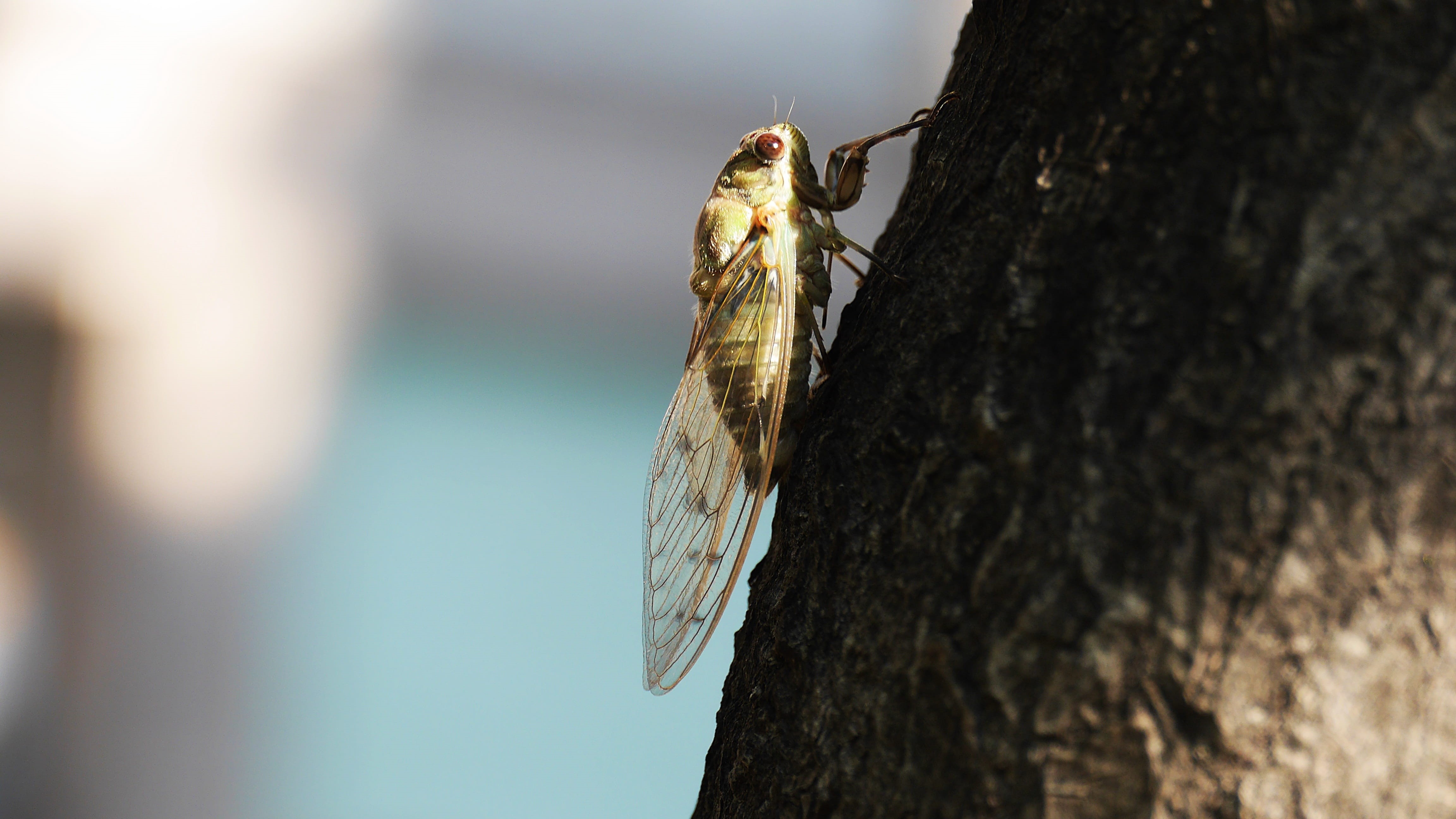 vertebrate, summer, animal wildlife, butterfly - insect, animals in the wild, one animal, plant bark, tree trunk, animal themes, insects, day, invertebrate, HD Wallpaper