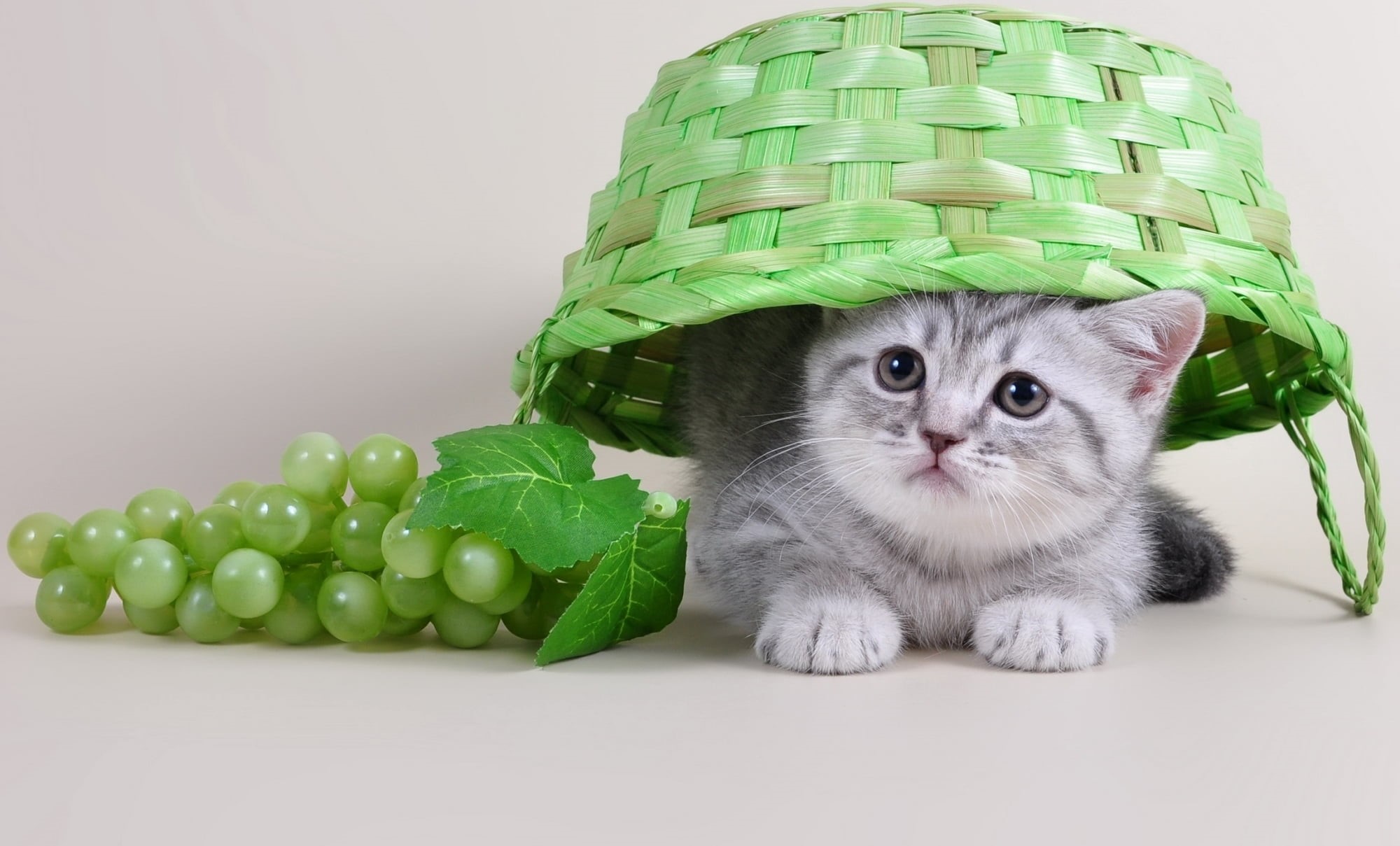 looking at camera, studio shot, domestic animals, 1080P, frog, white, gray, green color, portrait, feline, people, cat, indoors, sitting, one animal, mammal, HD Wallpaper