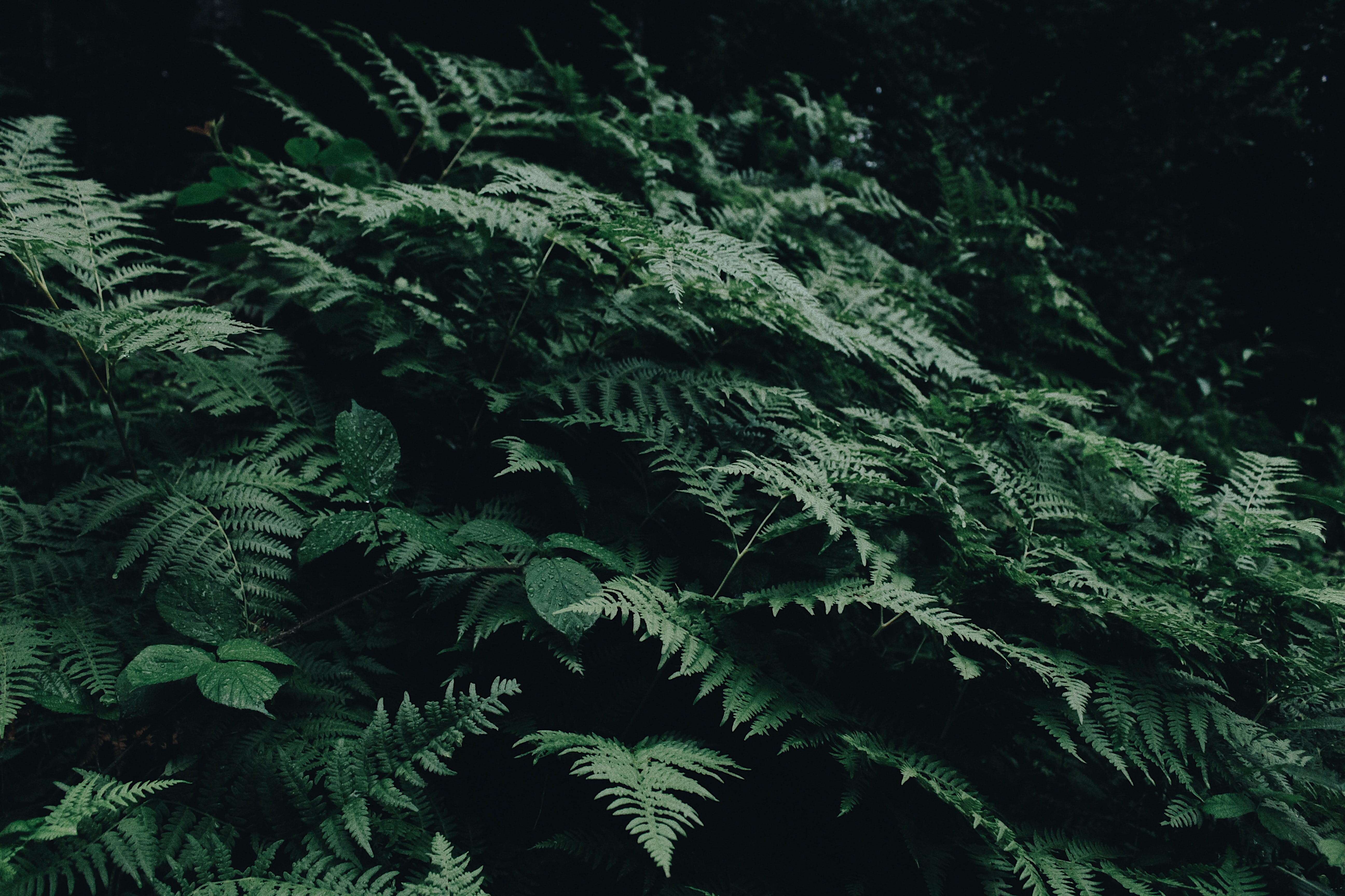 fern, foliage, wood, light, leaf, backgrounds, 5K, conifer, green, green color, outdoors, close-up, evergreen, fern leaves, water, green fern, design, HD Wallpaper