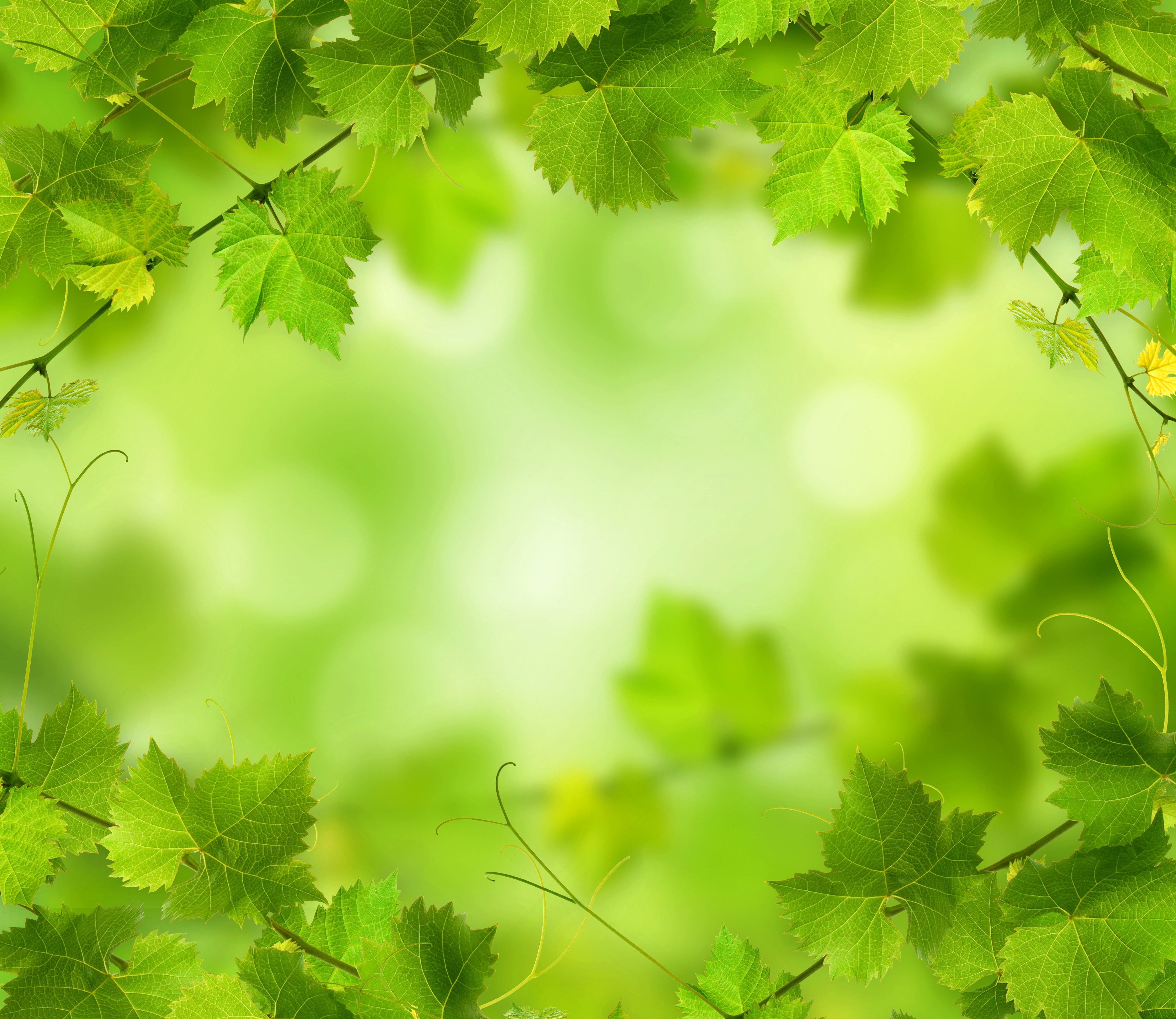 foliage, green, nature, 4k, 5K, HD Wallpaper