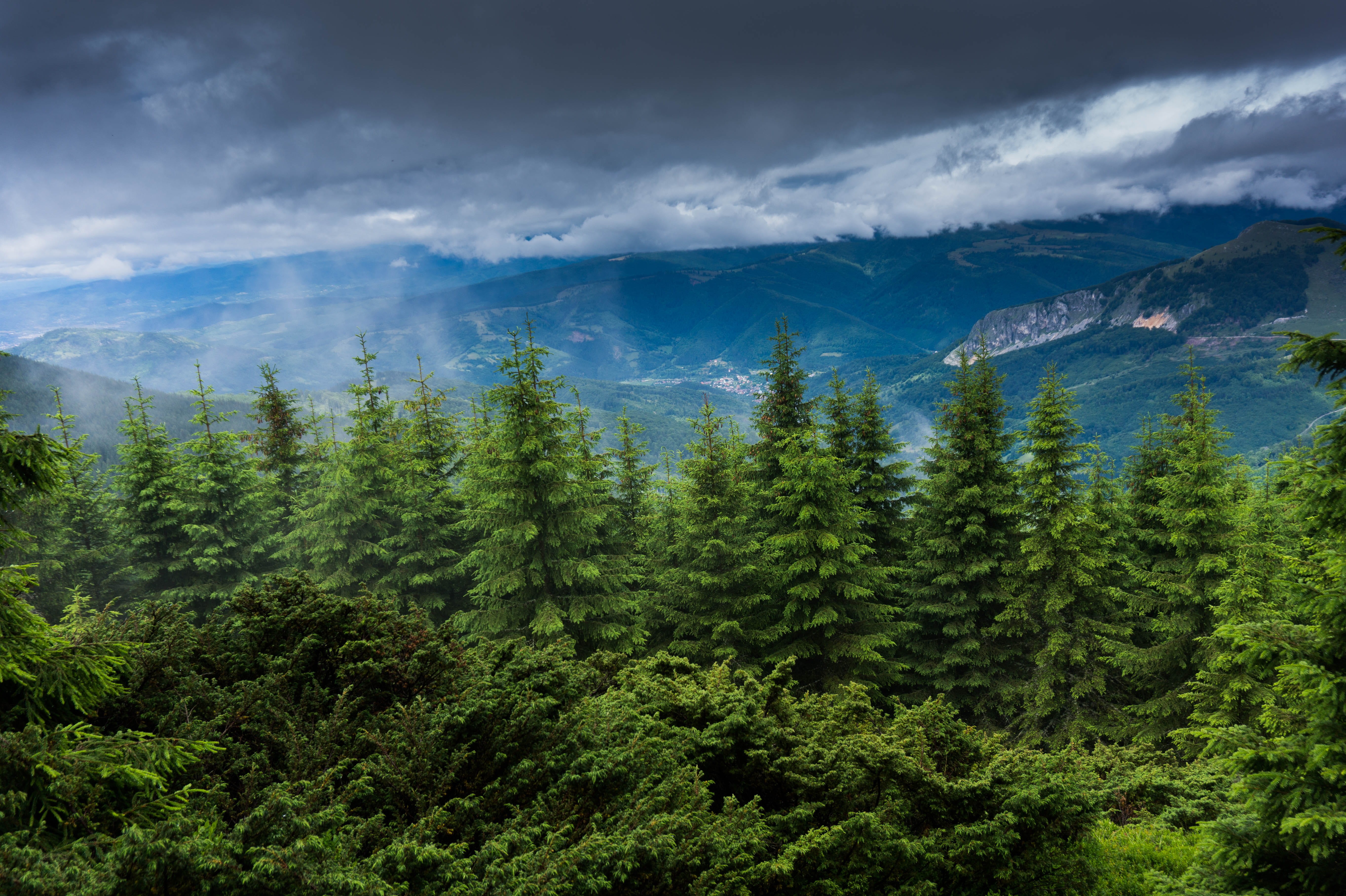 tree, pine tree, non-urban scene, conifer, mountain, forest, environment, beauty in nature, day, cloud - sky, land, green color, green, woods, trees, evergreen, HD Wallpaper