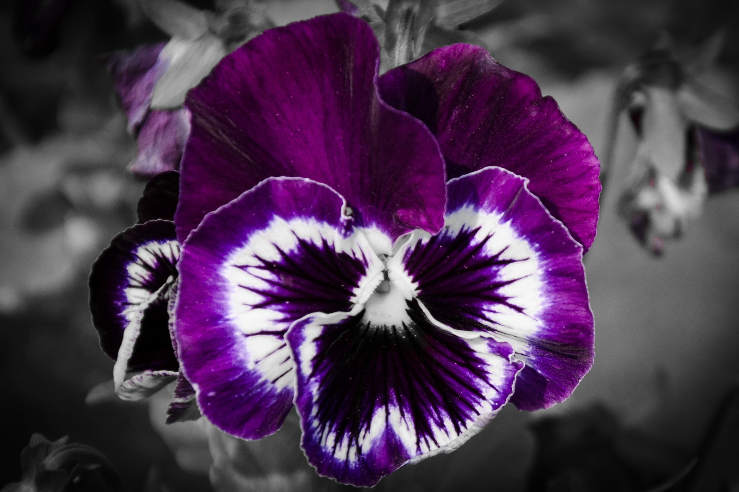 selective focus, flower head, petal, purple, focus on foreground, beauty in nature, fragility, 1080P, nature, freshness, flower, vulnerability, outdoors, HD Wallpaper
