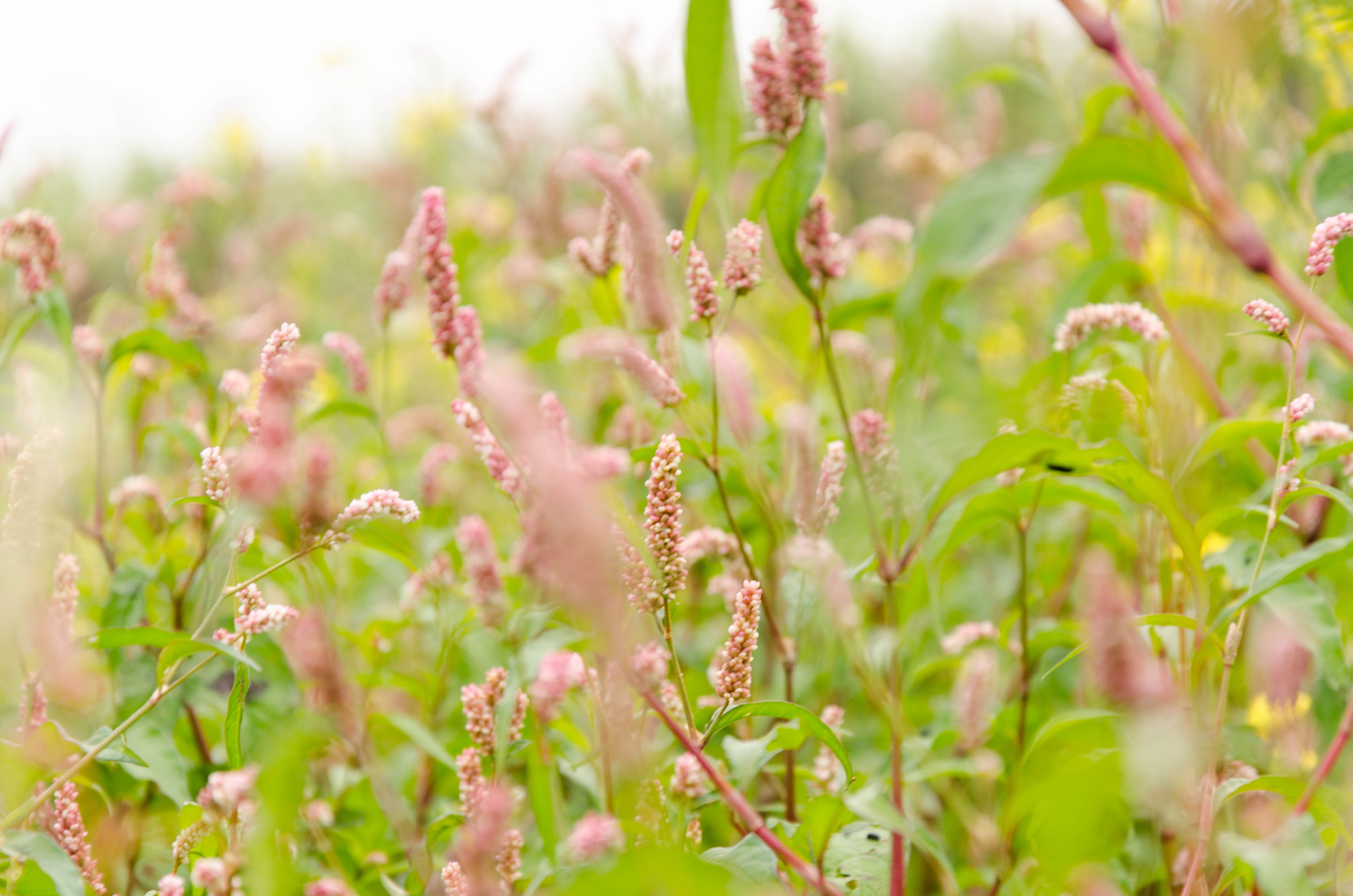 summer, plant, field, nature, springtime, herb, flowering plant, selective focus, green color, land, environment, leaf, flowerbed, day, outdoors, close-up, HD Wallpaper