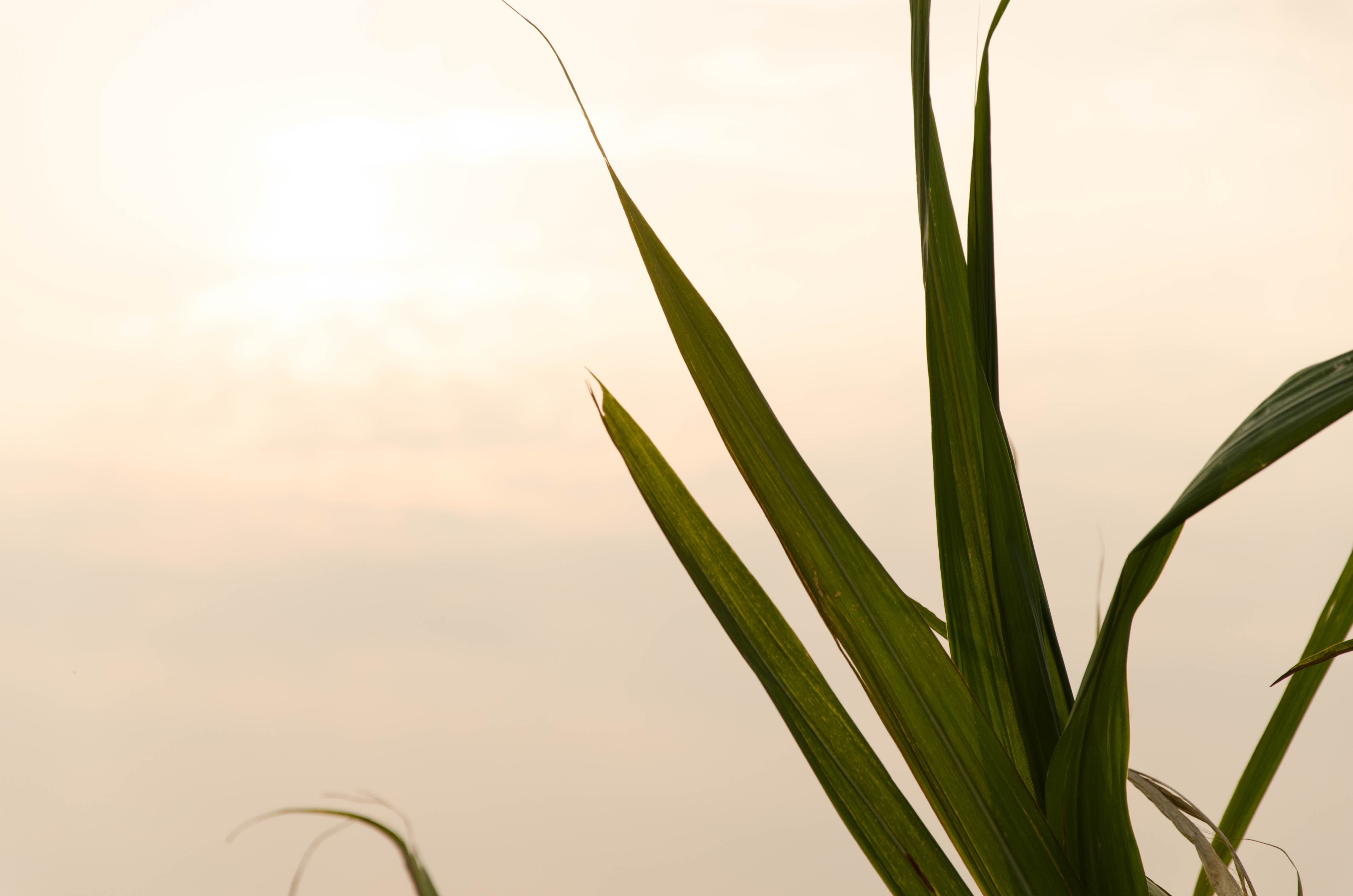 green color, outdoors, blade of grass, plant, stalk, farm, leaf, growth, sunlight, focus on foreground, tranquility, close-up, 4K, crop, no people, freshness, HD Wallpaper
