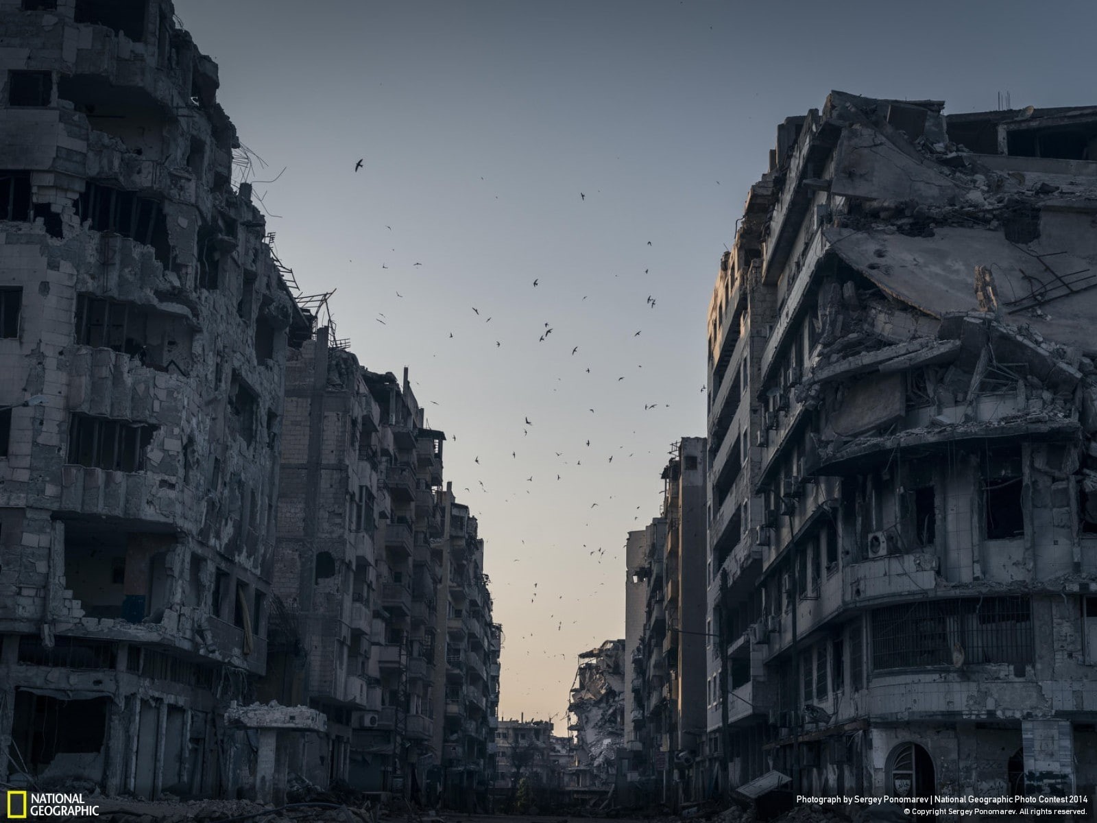 war, flying, animal, animal wildlife, flock of birds, vertebrate, animal themes, outdoors, National Geographic, bird, no people, building exterior, apartment, HD Wallpaper