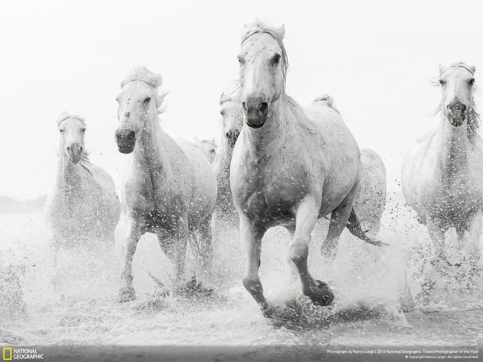 animal wildlife, day, domestic, water, domestic animals, nature, National Geographic, horse, outdoors, animals, pets, people, motion, splashing, running, HD Wallpaper
