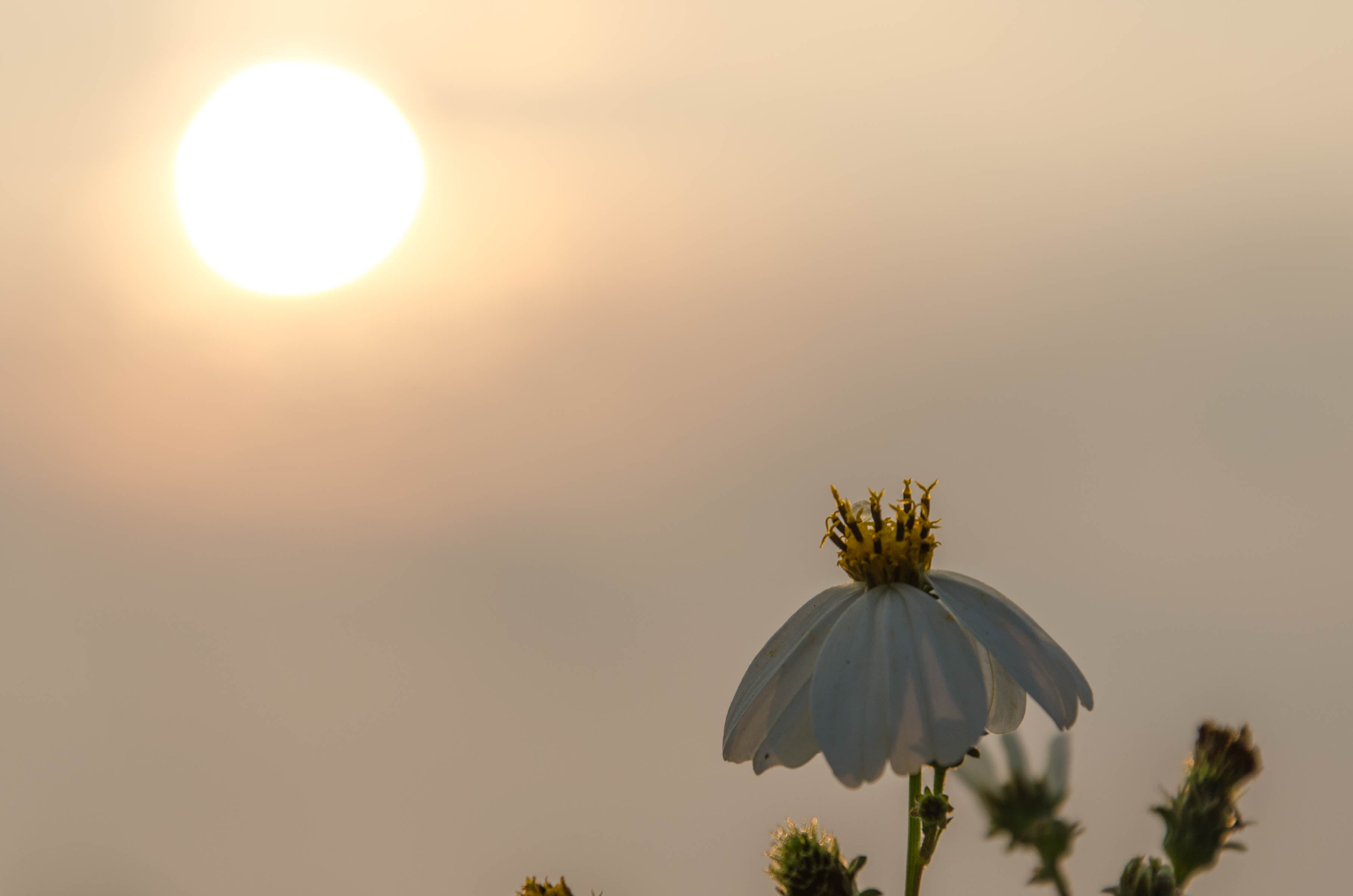 flower head, vulnerability, fragility, flower, beauty in nature, 2K, environment, sunlight, focus on foreground, freshness, close-up, outdoors, sunset, HD Wallpaper