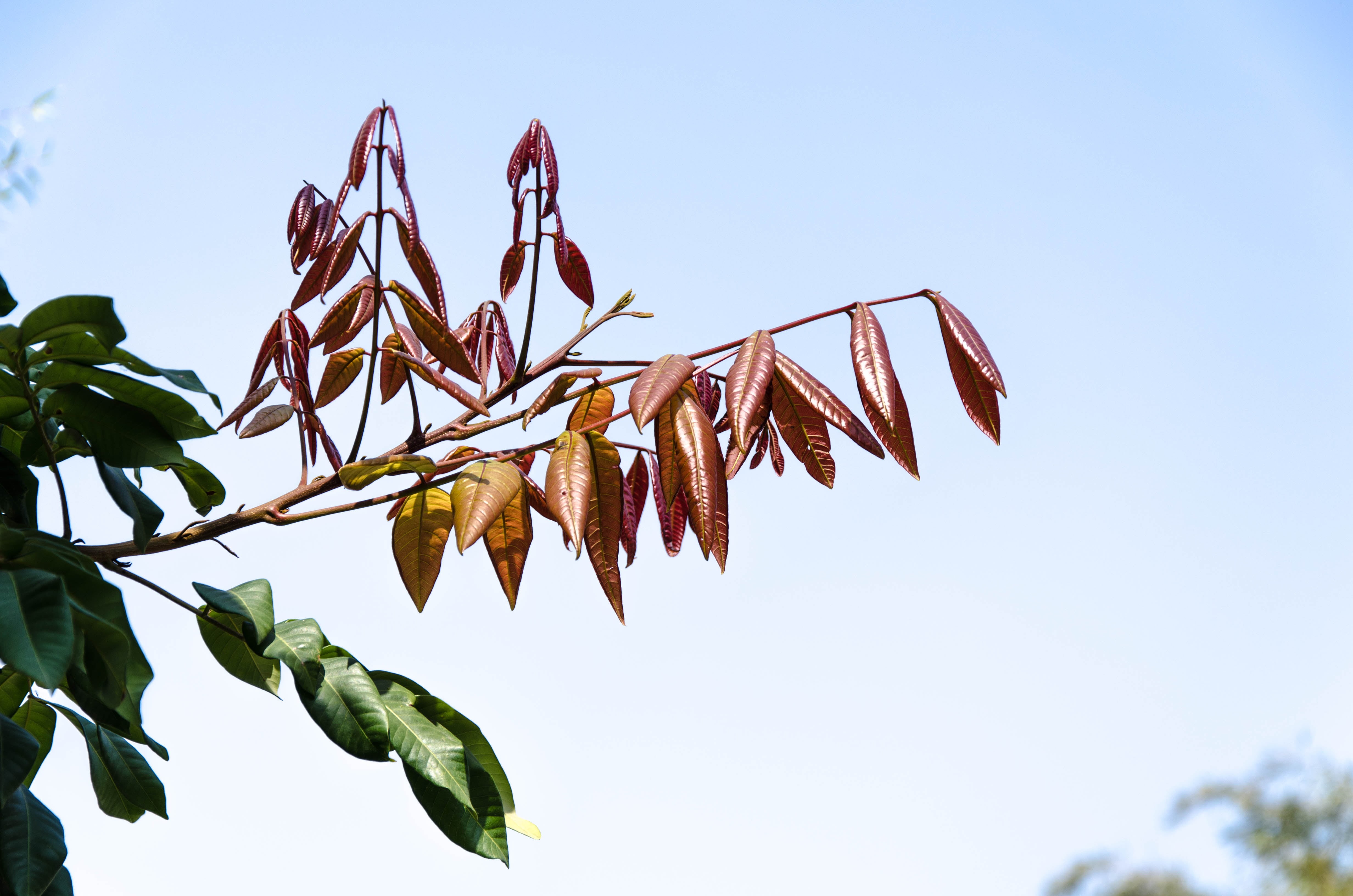 growth, 4K, environment, plant, plant part, beauty in nature, leaves, freshness, flower, tree, green color, low angle view, day, outdoors, no people, leaf, HD Wallpaper