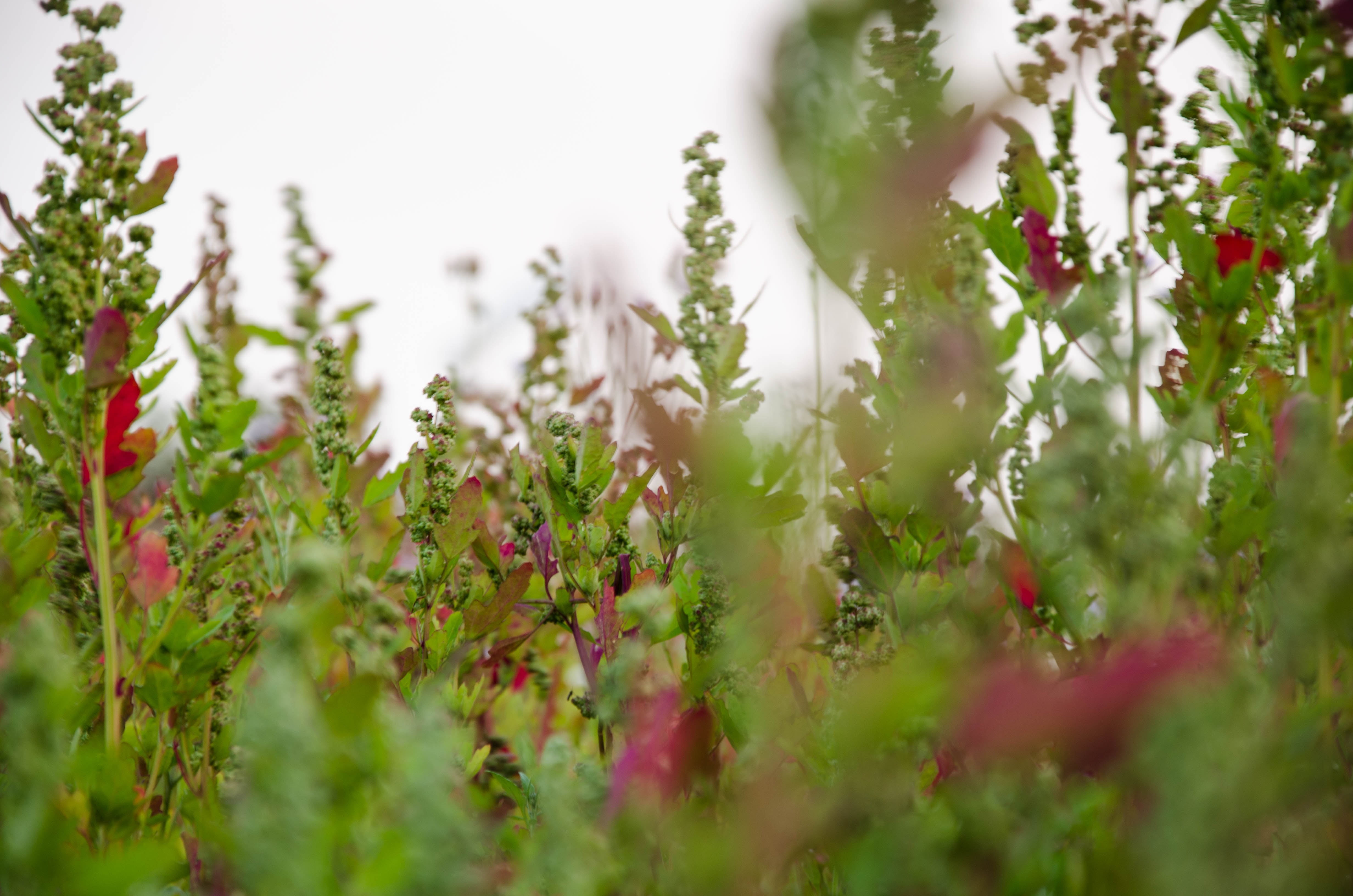 4K, flowering plant, land, flower, red, outdoors, field, day, growth, beauty in nature, nature, vulnerability, environment, plant, no people, selective focus, HD Wallpaper