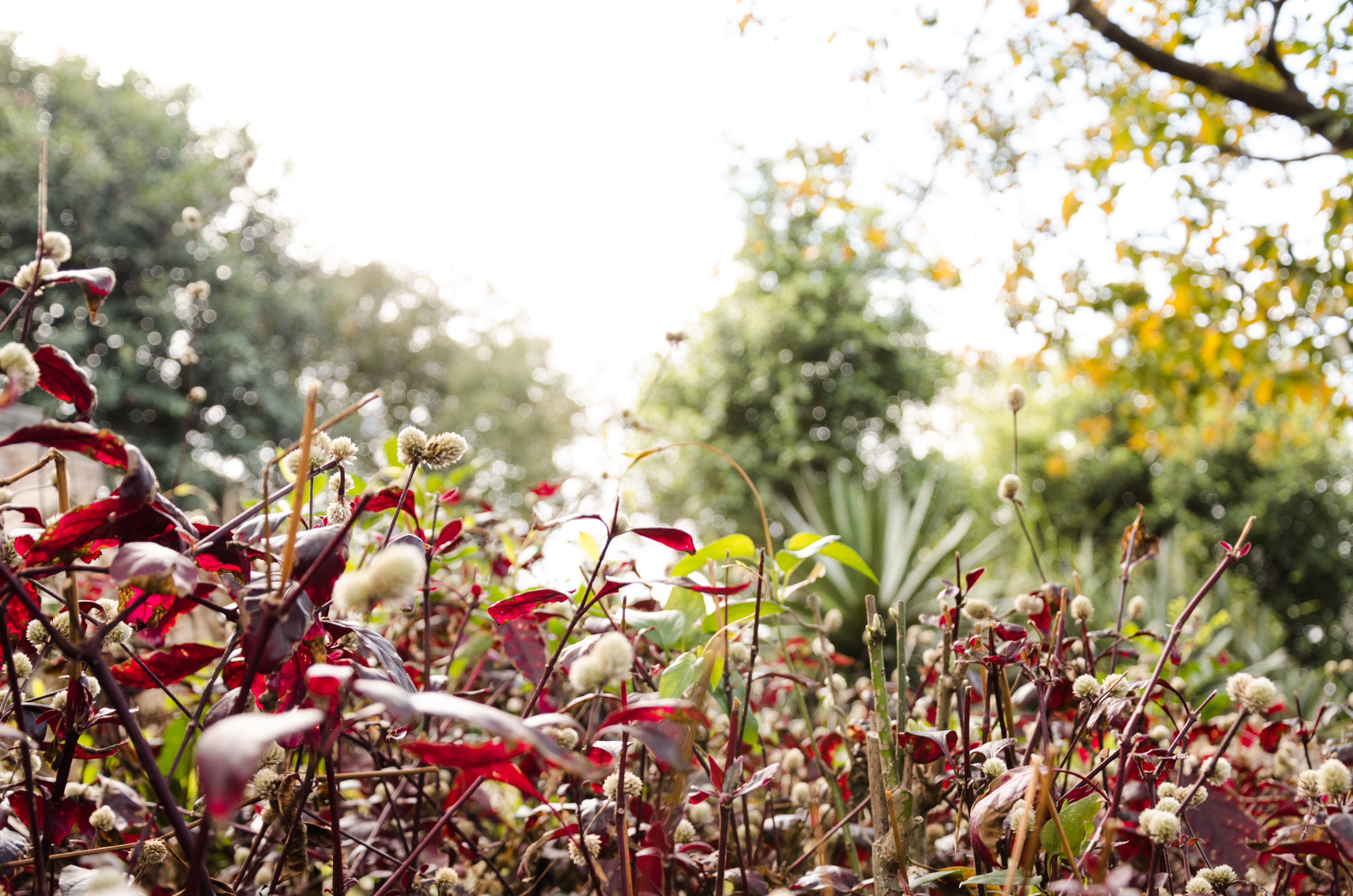 outdoors, nature, sky, no people, close-up, freshness, tranquility, red, flower, vulnerability, day, growth, flowering plant, selective focus, 4K, fragility, HD Wallpaper