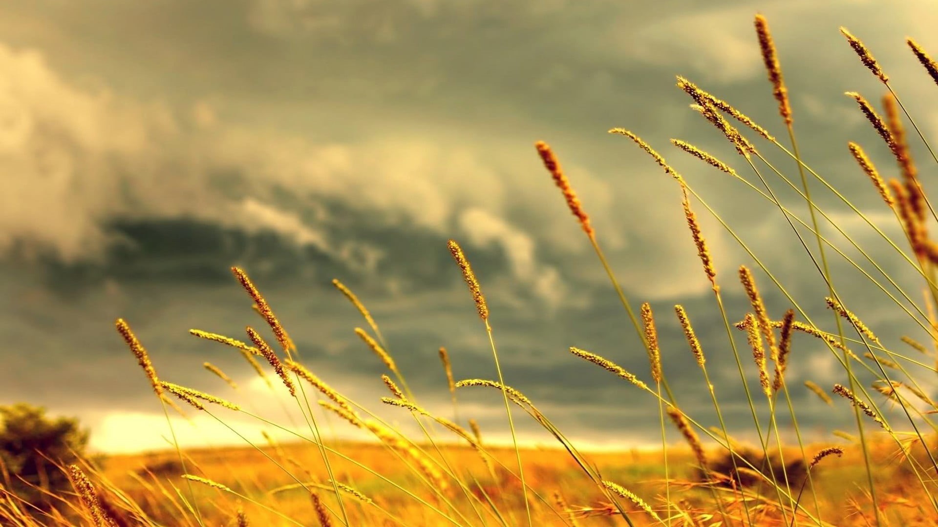 sunrise - Dawn, leaf, scenics, agriculture, sun, tranquility, background, cloud - sky, 1080P, dusk, landscape, brown, timothy grass, tranquil Scene, day, HD Wallpaper