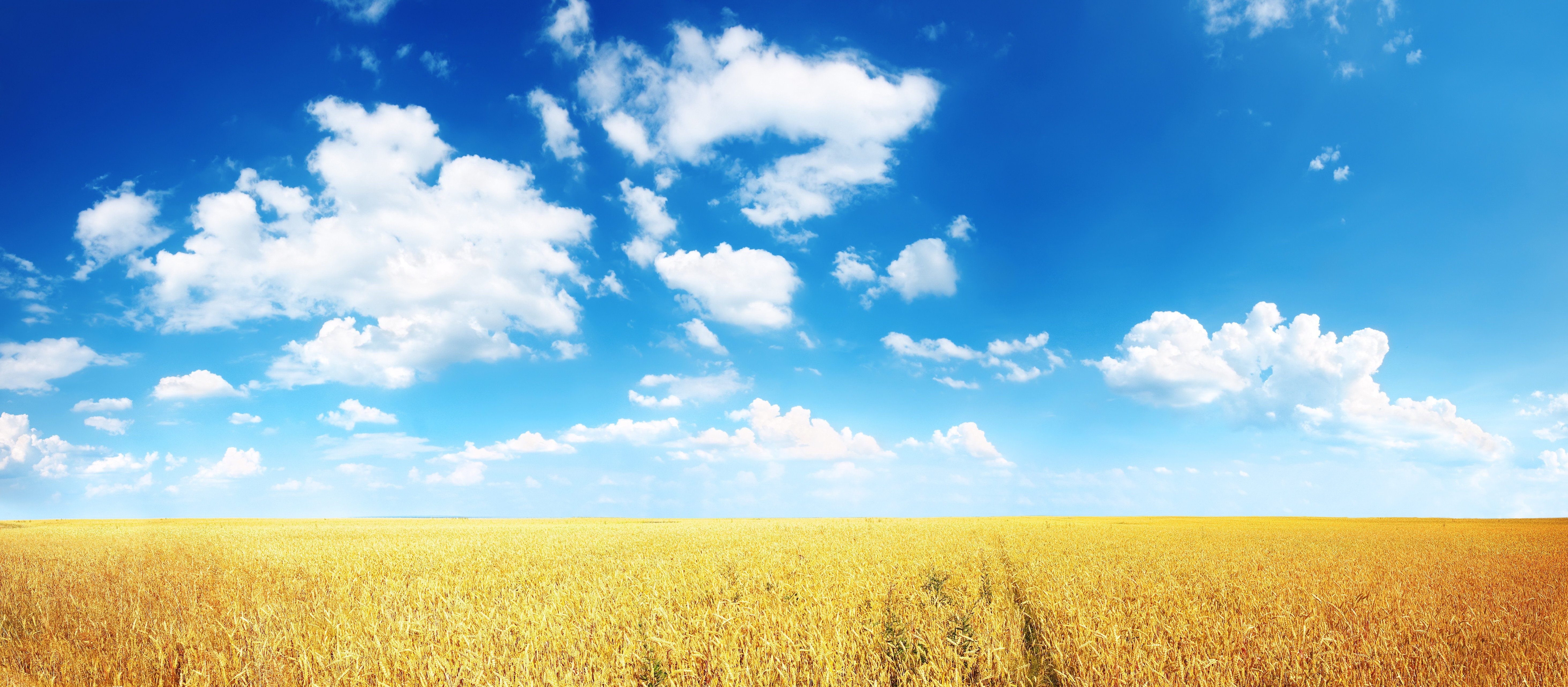 field, ears, plain, wheat, cornfield, 5K, HD Wallpaper