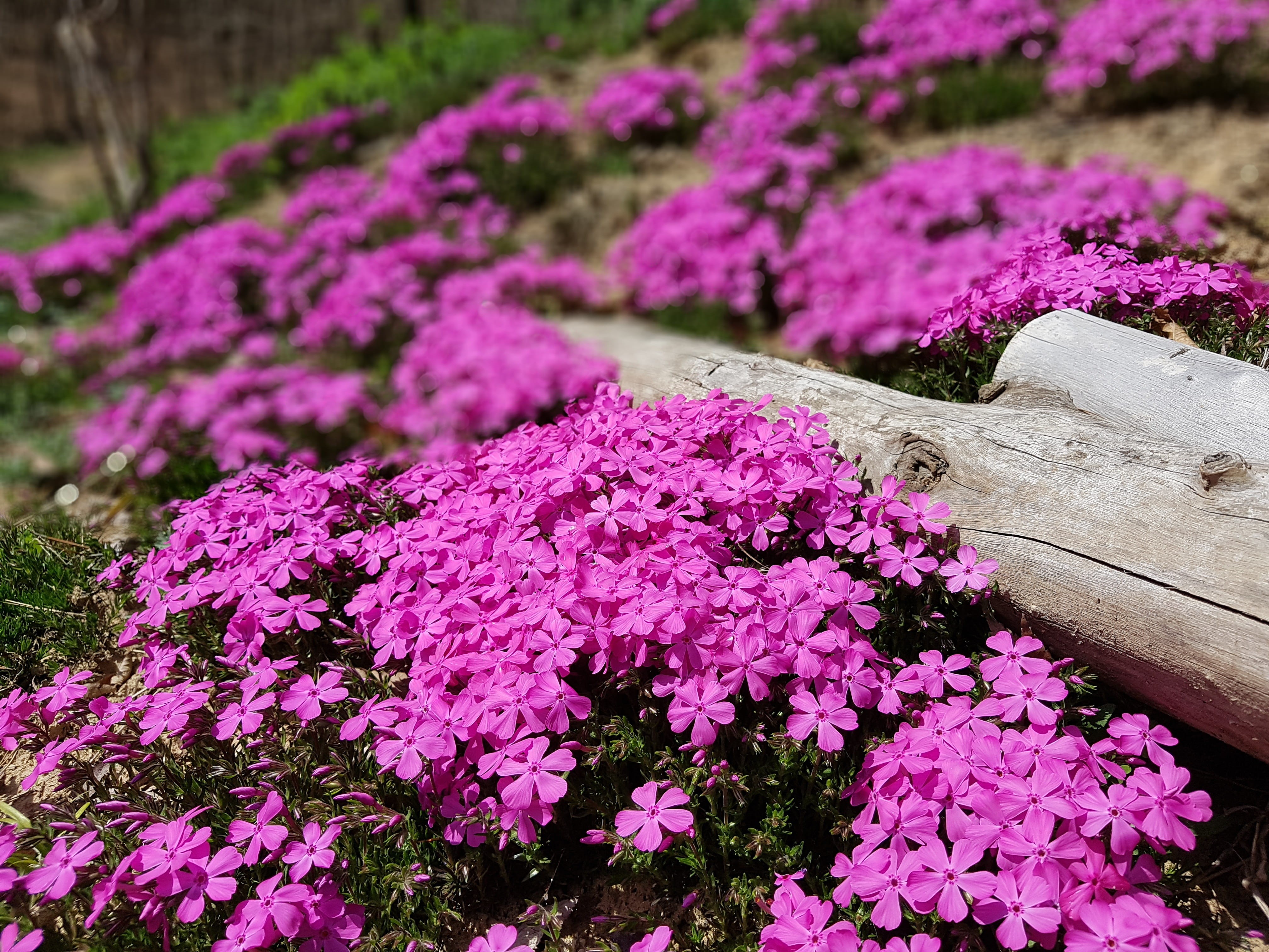 inflorescence, spring, outdoors, flower head, lilac, flower, day, nature, purple, 4K, vulnerability, fragility, flowers, republic of korea, pink color, HD Wallpaper