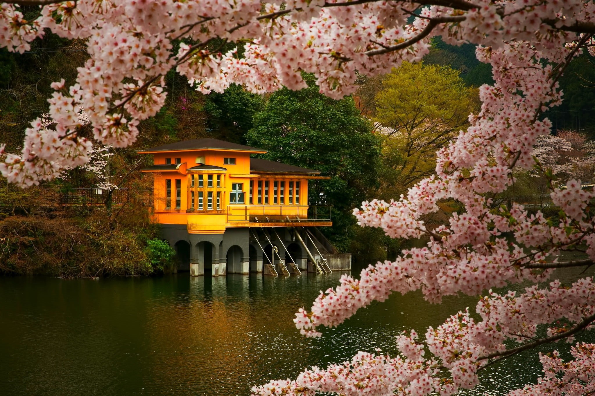 gold, spring, flowers, cherry blossom, 1080P, Japan, pink, trees, nature, landscape, green, lake, HD Wallpaper