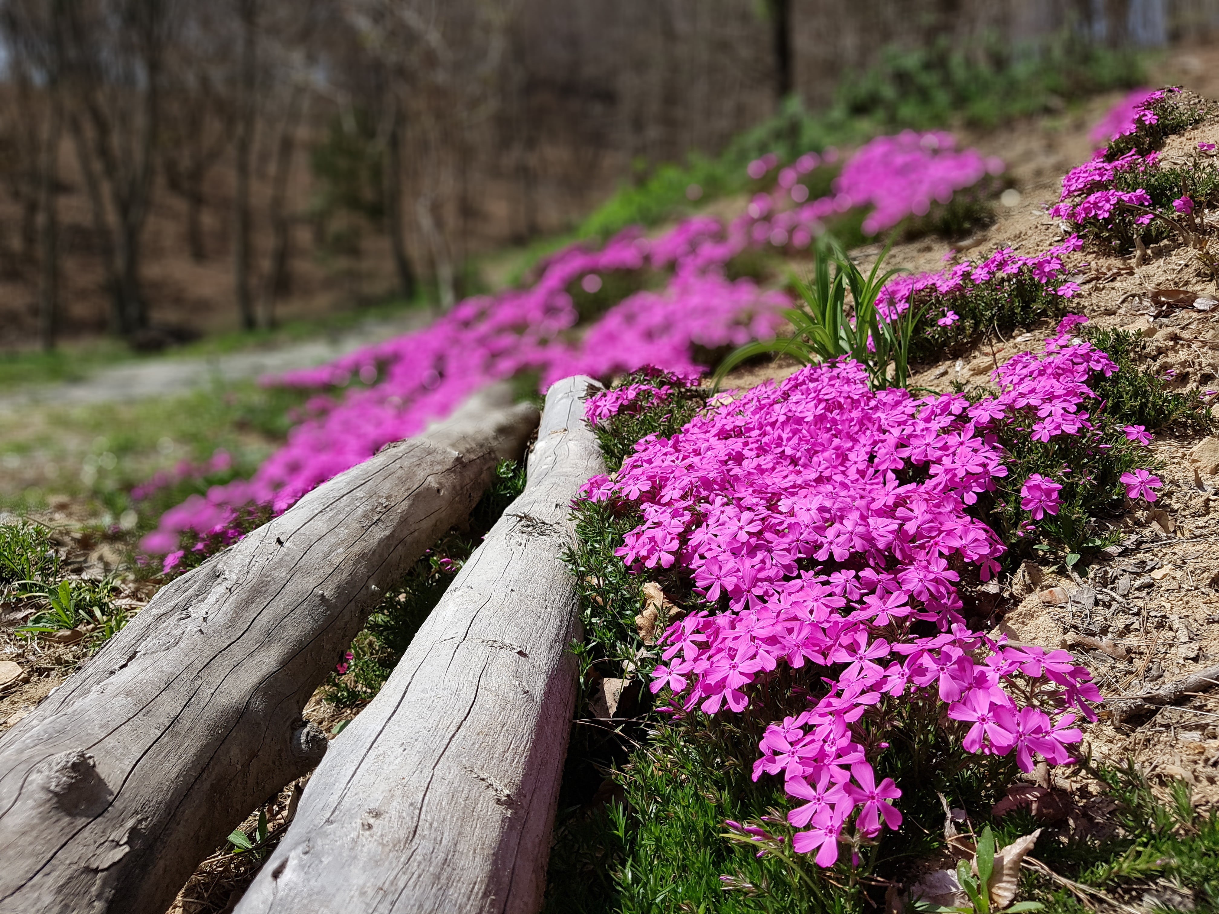 spring flowers, forest, tree trunk, plant, beauty in nature, purple, 4K, land, wood - material, flower, woodland, trunk, spring, springtime, tree, freshness, HD Wallpaper