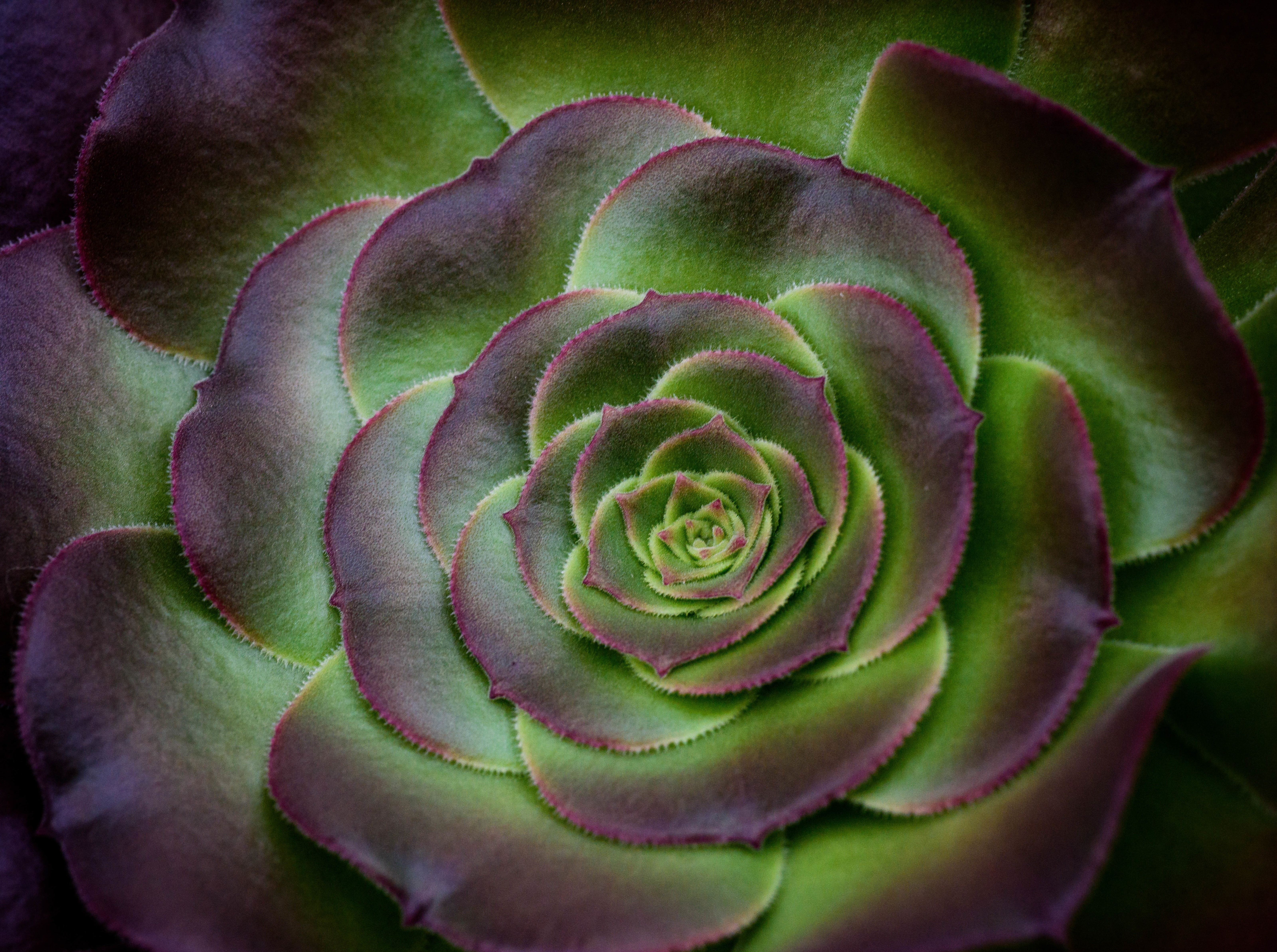 softness, Asia, flowering plant, full frame, 5K, rose, fujiyoshida, flora, Plant, close-up, rose - flower, houseleek, flower, Aero, FloweringPlants, Macro, HD Wallpaper