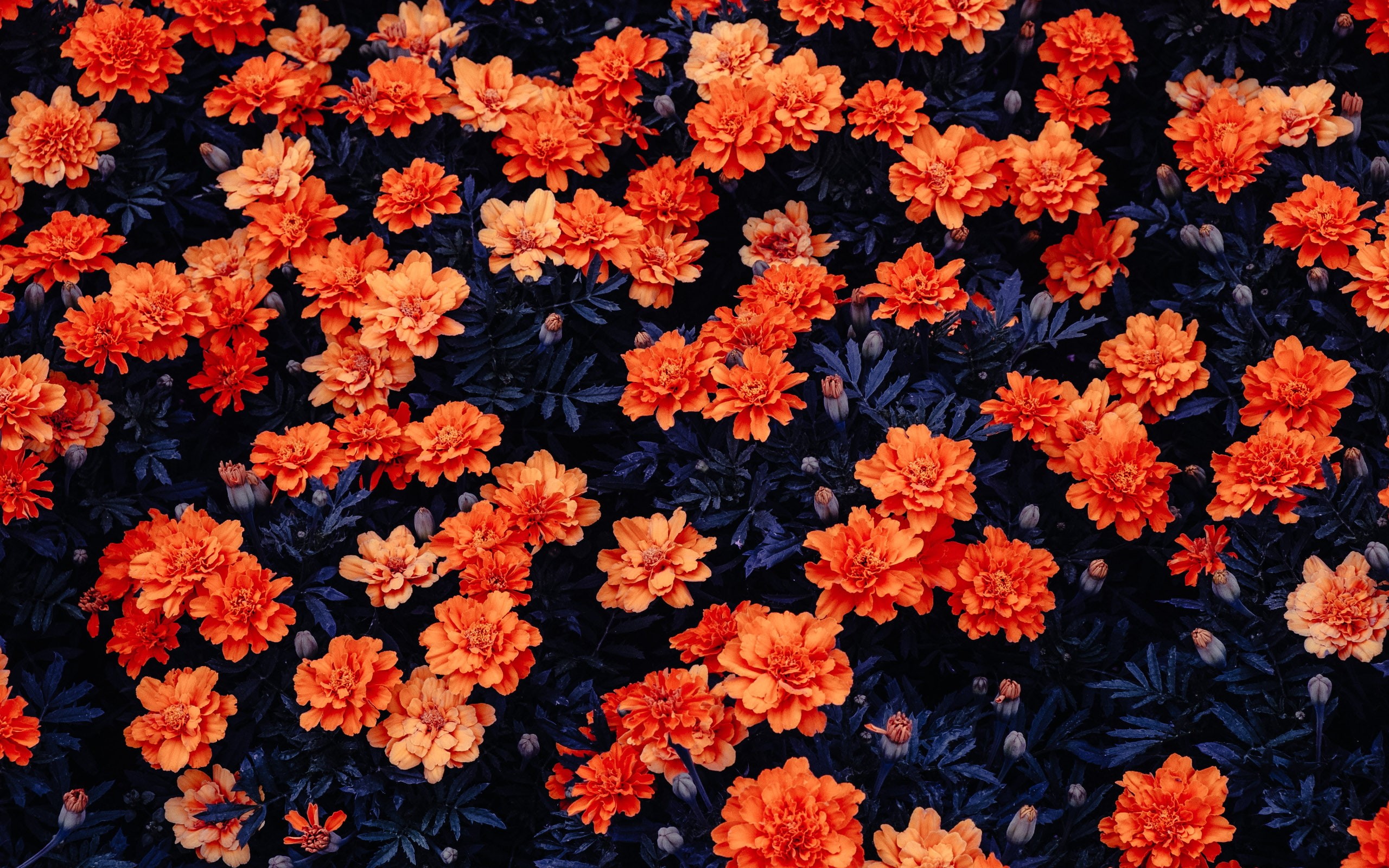Stock, 2K, Flower garden, Kali Linux, Orange flowers, HD, HD Wallpaper