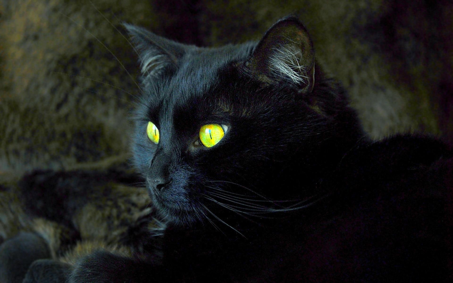 black, halloween, animals, symbol, 1080P, countdown, HD Wallpaper