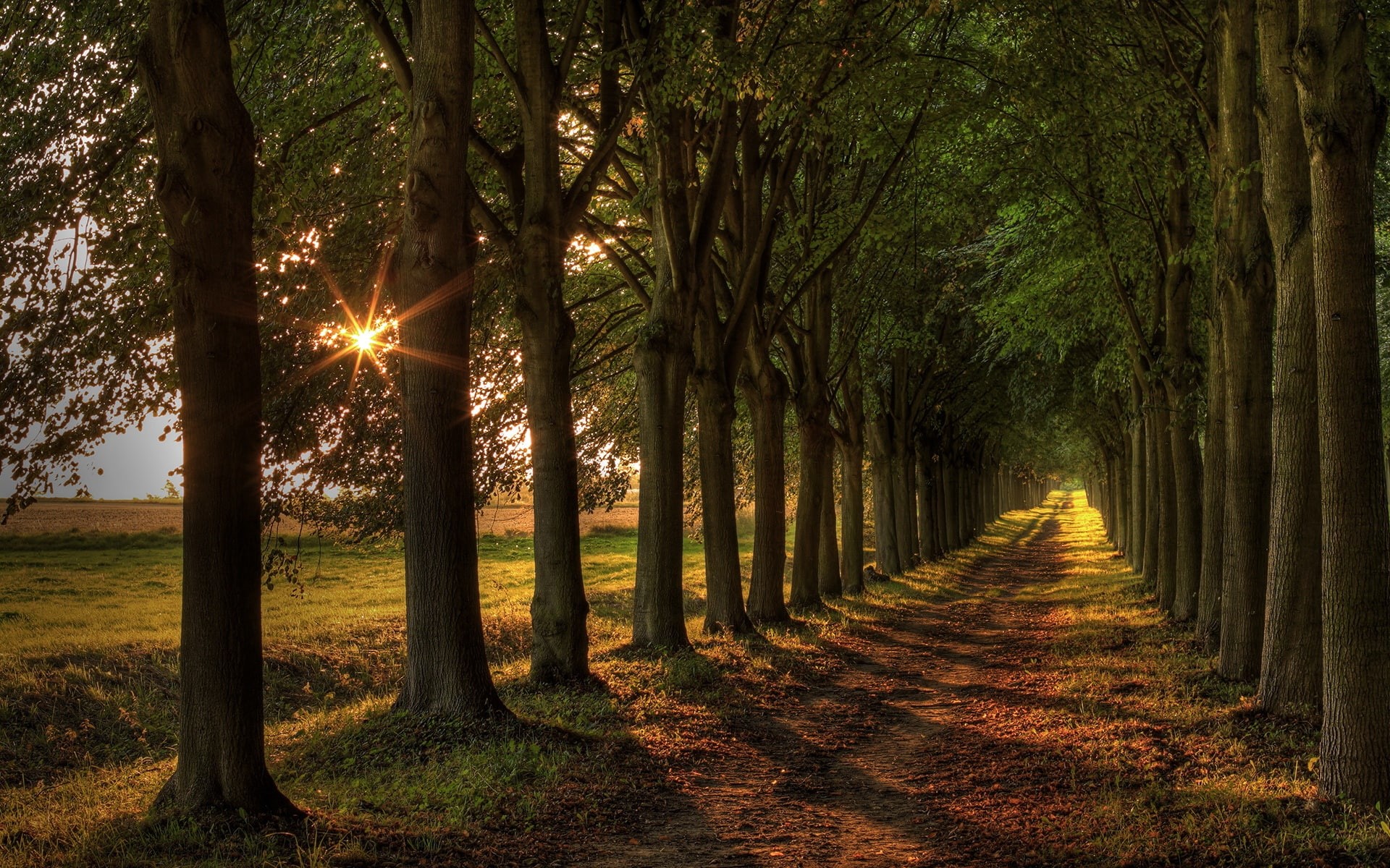 Road, 1080P, Boulevard, Trees, Sun, HD Wallpaper